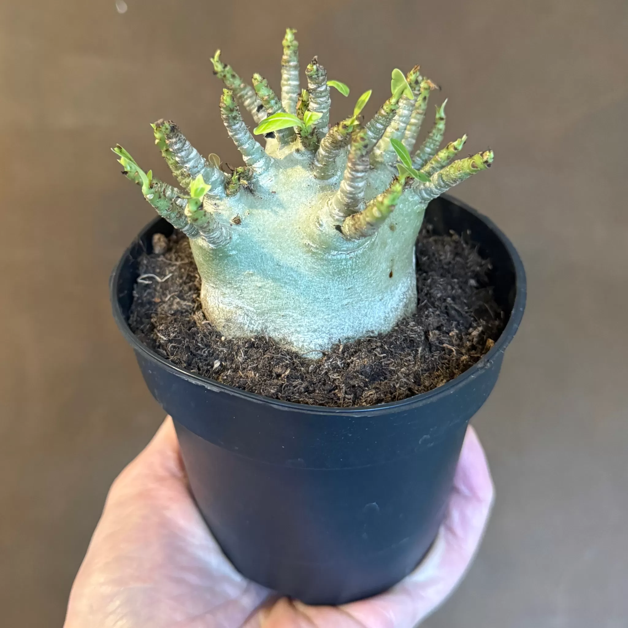 grow urban Adenium Arabicum 'Baobab'- Rarely Seen | Foliage Plants