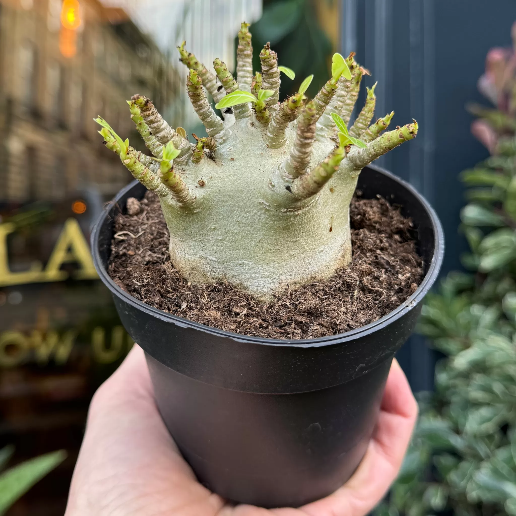 grow urban Adenium Arabicum 'Baobab'- Rarely Seen | Foliage Plants