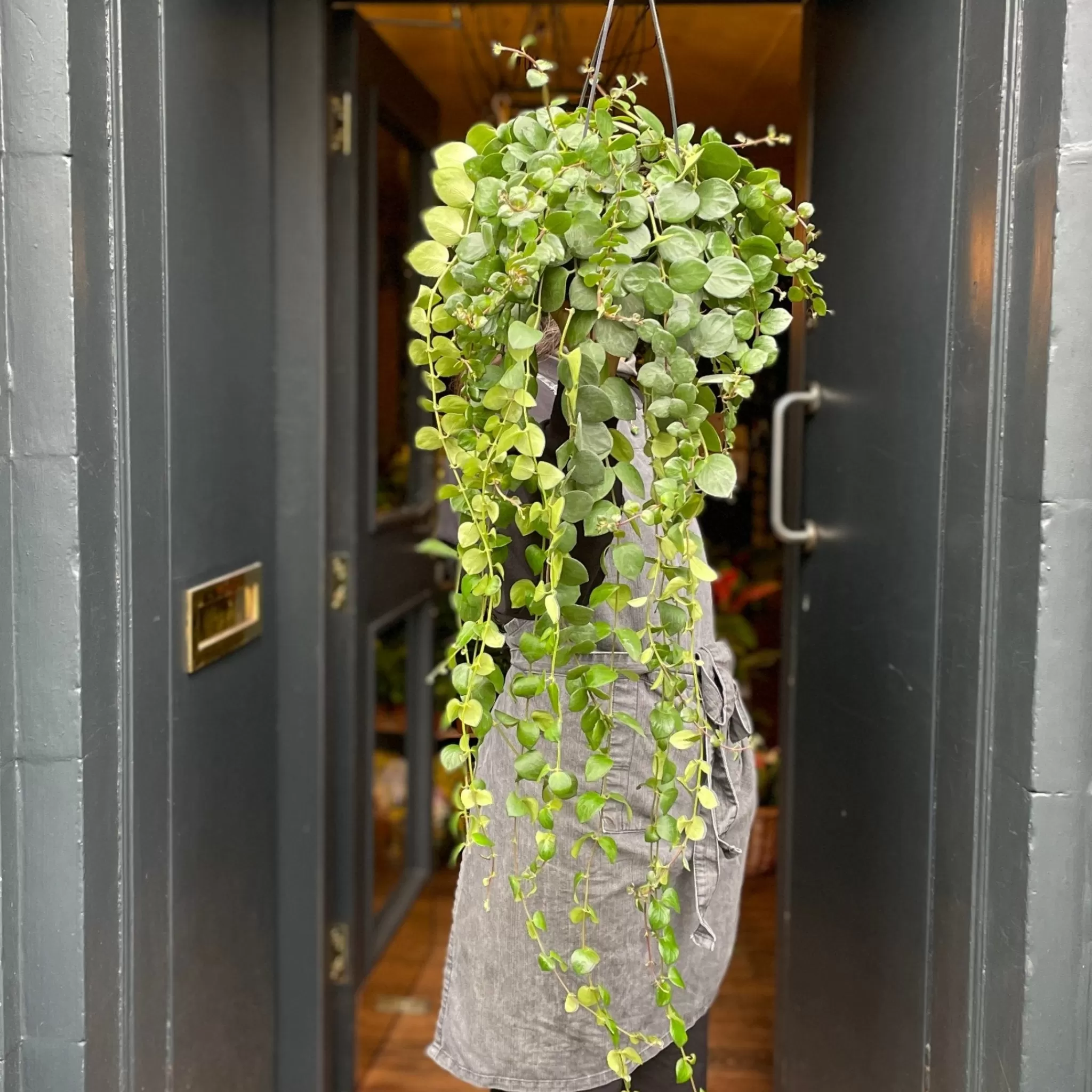 grow urban Aeschynanthus ‘Pink Polka’- Pet Friendly | Trailing & Hanging Plants