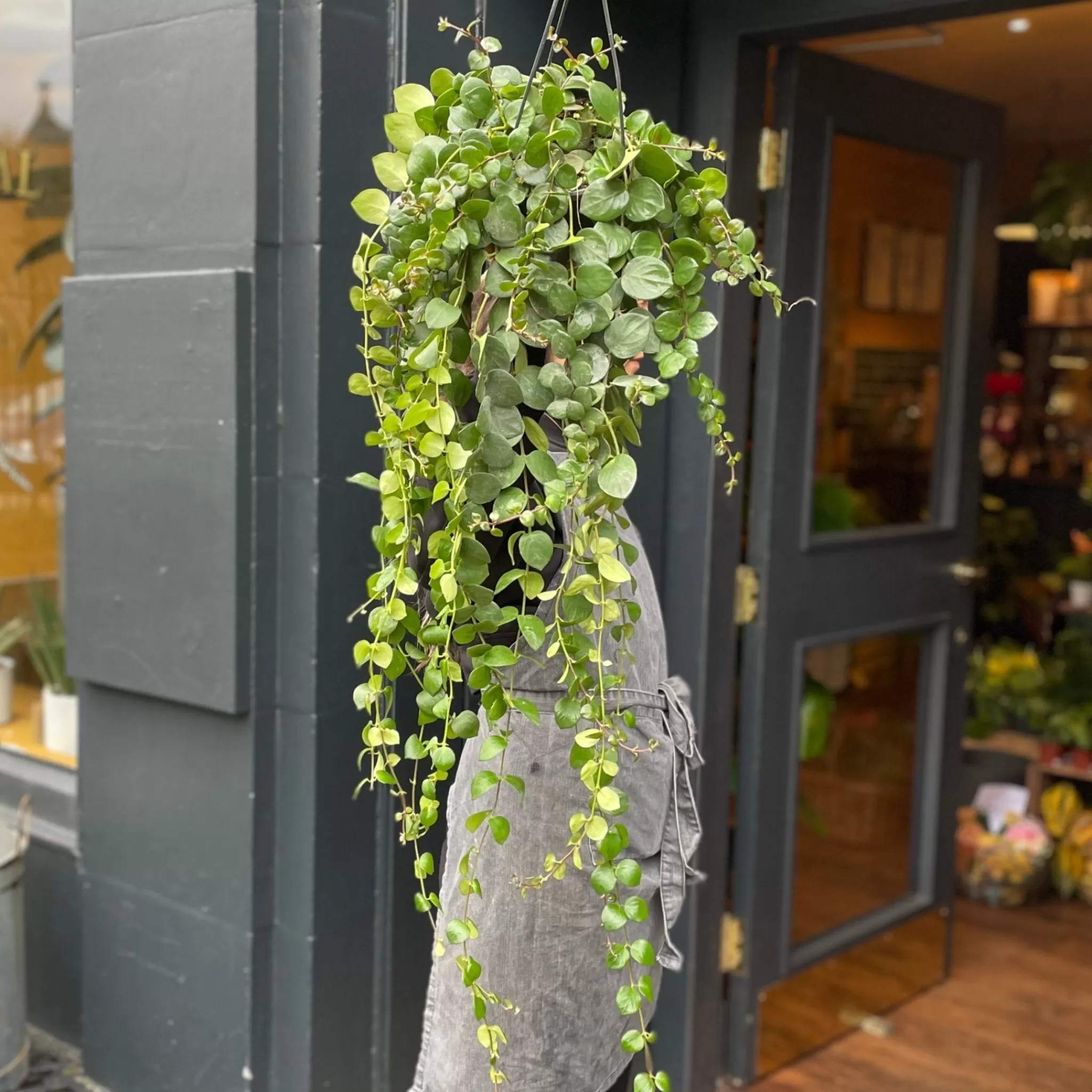 grow urban Aeschynanthus ‘Pink Polka’- Pet Friendly | Trailing & Hanging Plants
