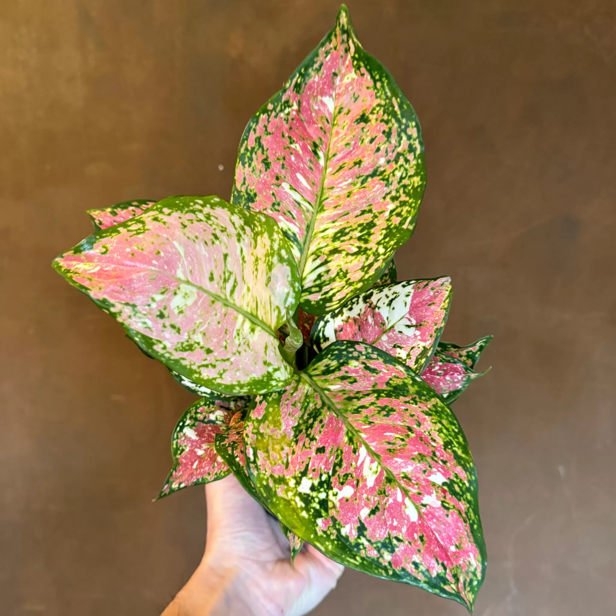 grow urban Aglaonema 'Jazzy Red'- Top Air Purifying | Rarely Seen
