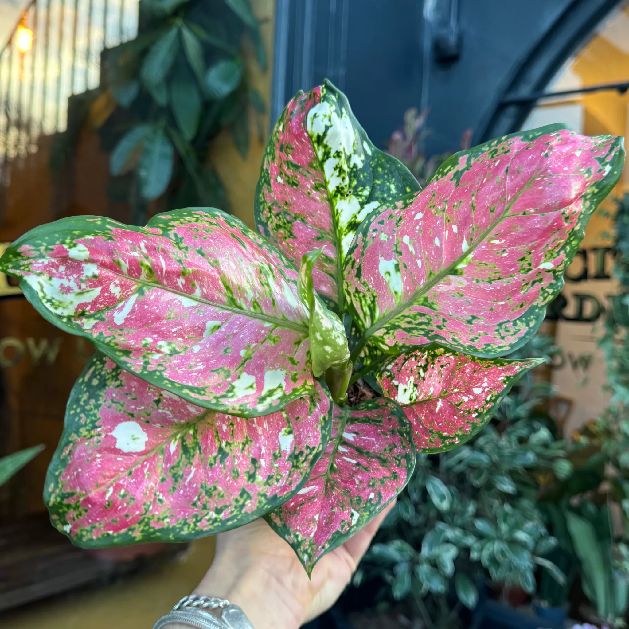 grow urban Aglaonema 'Jazzy Red'- Top Air Purifying | Rarely Seen