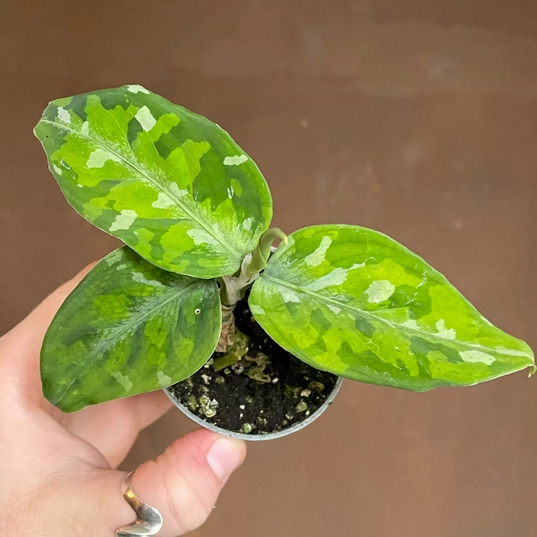 grow urban Aglaonema Pictum 'Tricolour'- Terrarium Plants | Top Air Purifying