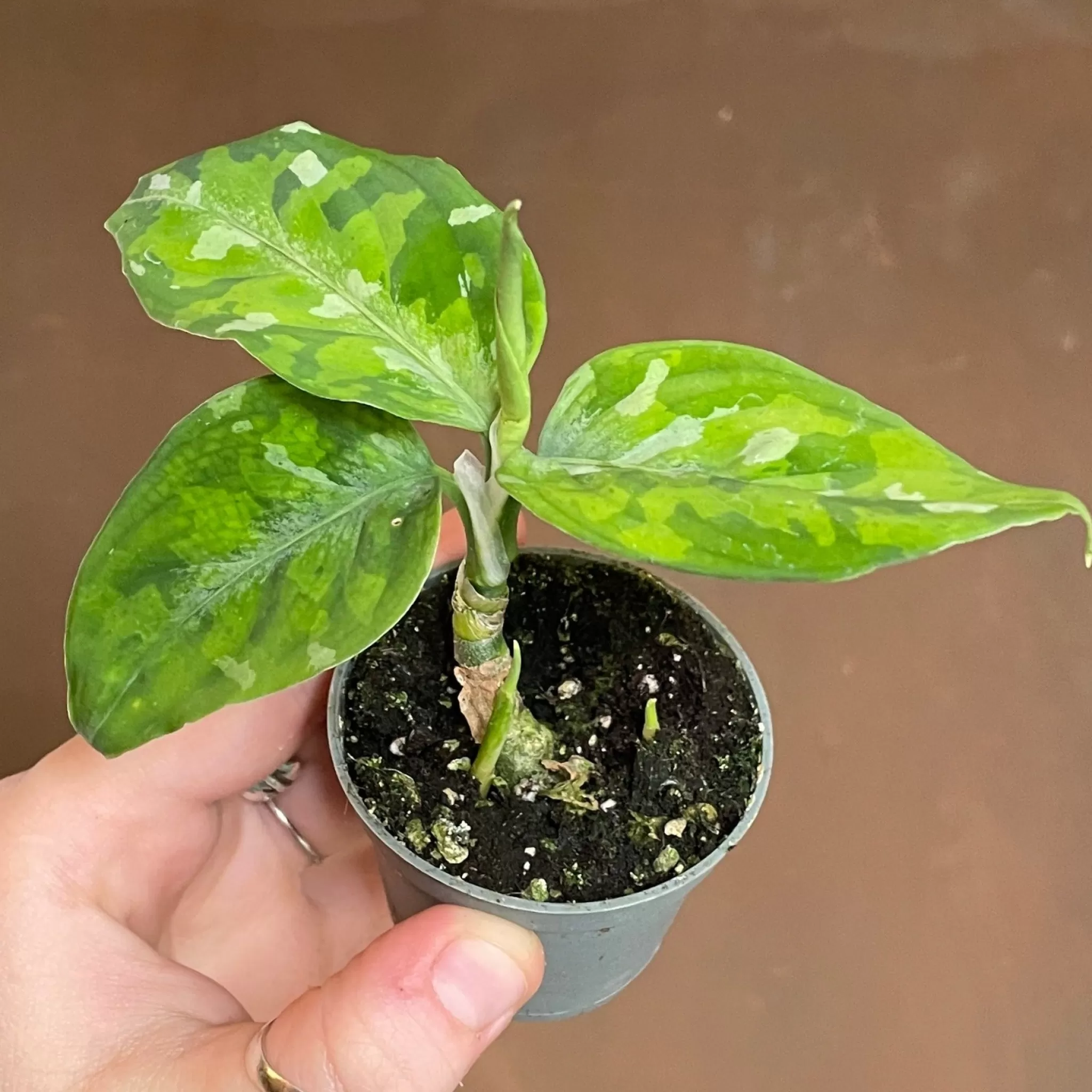 grow urban Aglaonema Pictum 'Tricolour'- Terrarium Plants | Top Air Purifying