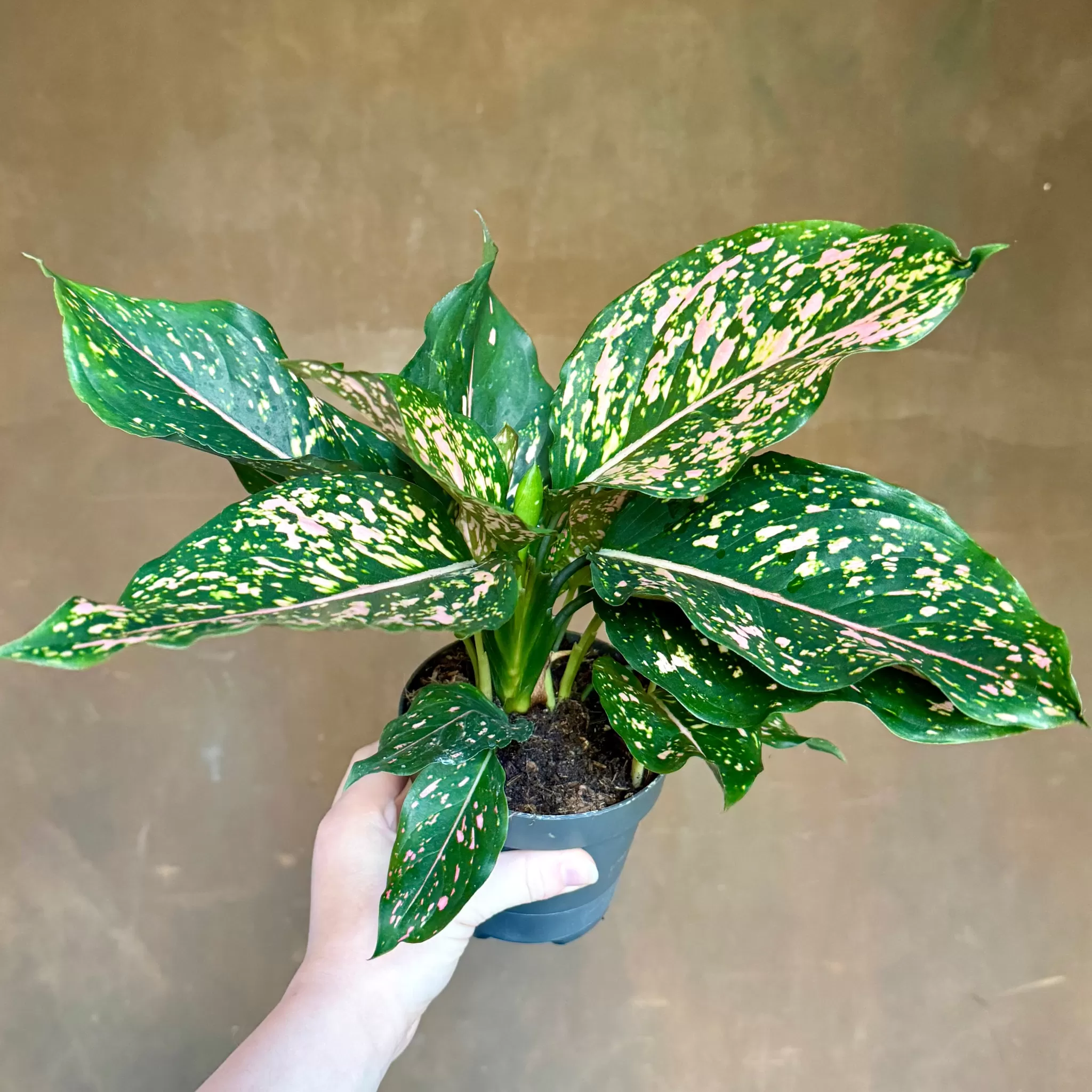 grow urban Aglaonema 'Pink Leopard'- Top Air Purifying | Foliage Plants