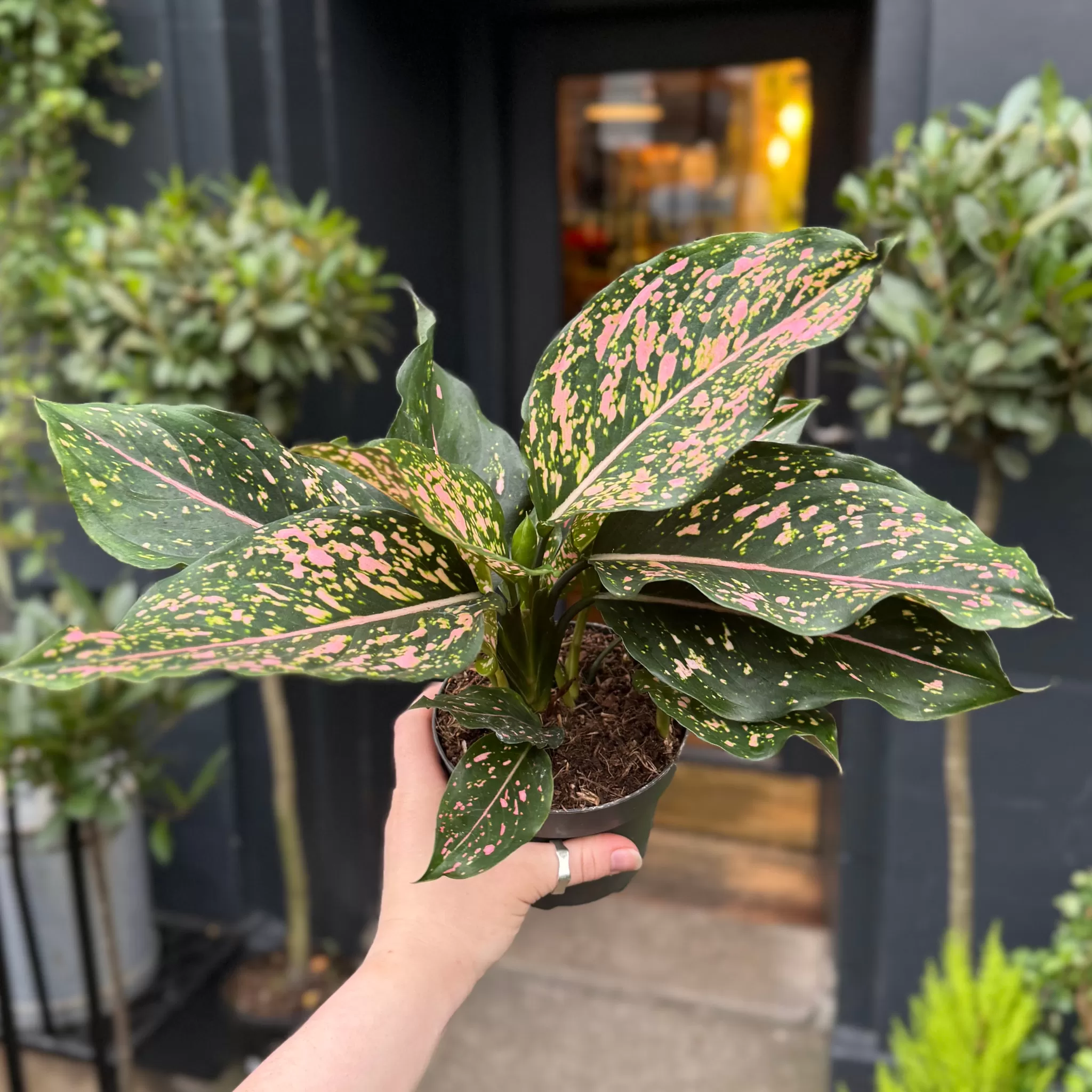 grow urban Aglaonema 'Pink Leopard'- Top Air Purifying | Foliage Plants