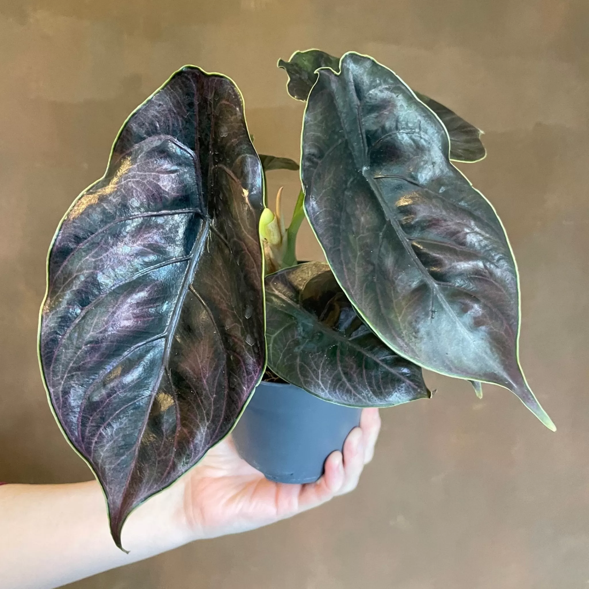 grow urban Alocasia Azlanii- Alocasia