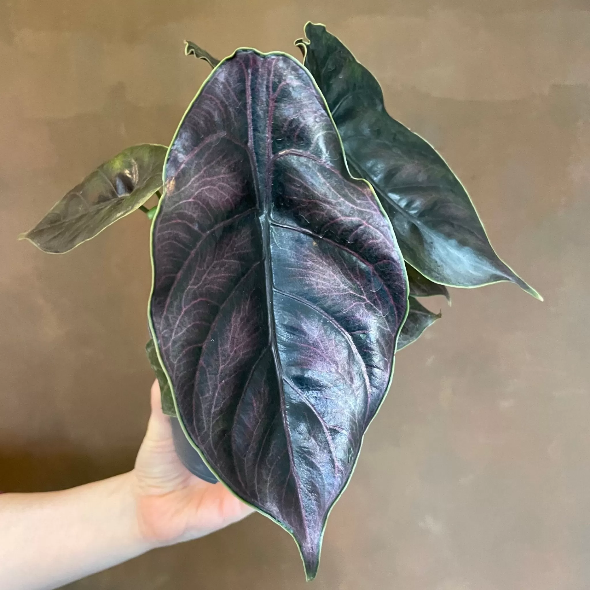 grow urban Alocasia Azlanii- Alocasia