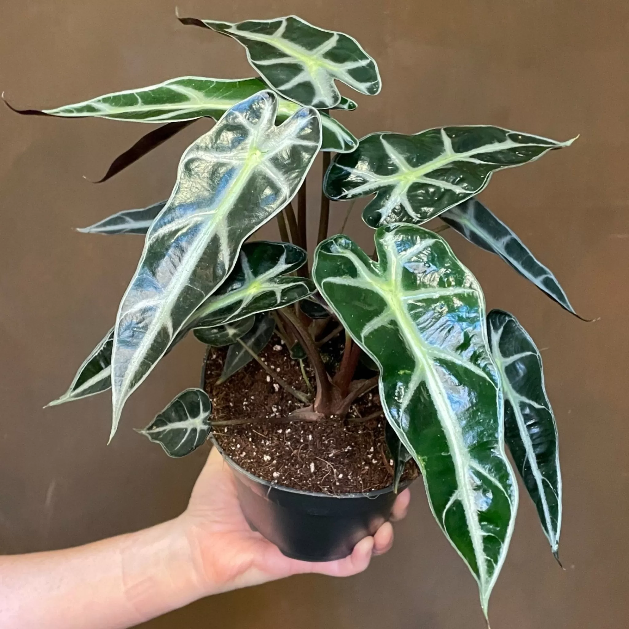 grow urban Alocasia ‘Bambino Arrow’- Alocasia