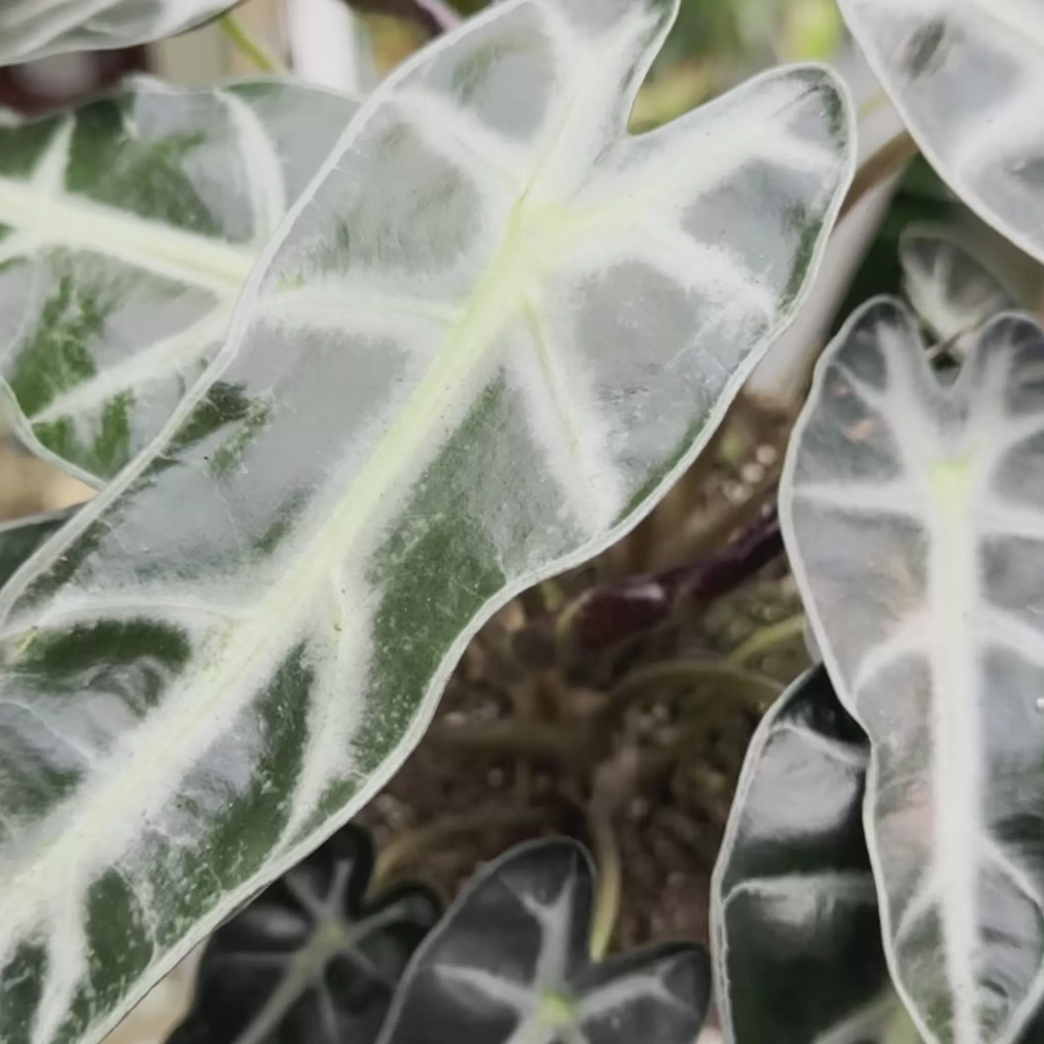 grow urban Alocasia ‘Bambino Arrow’- Alocasia