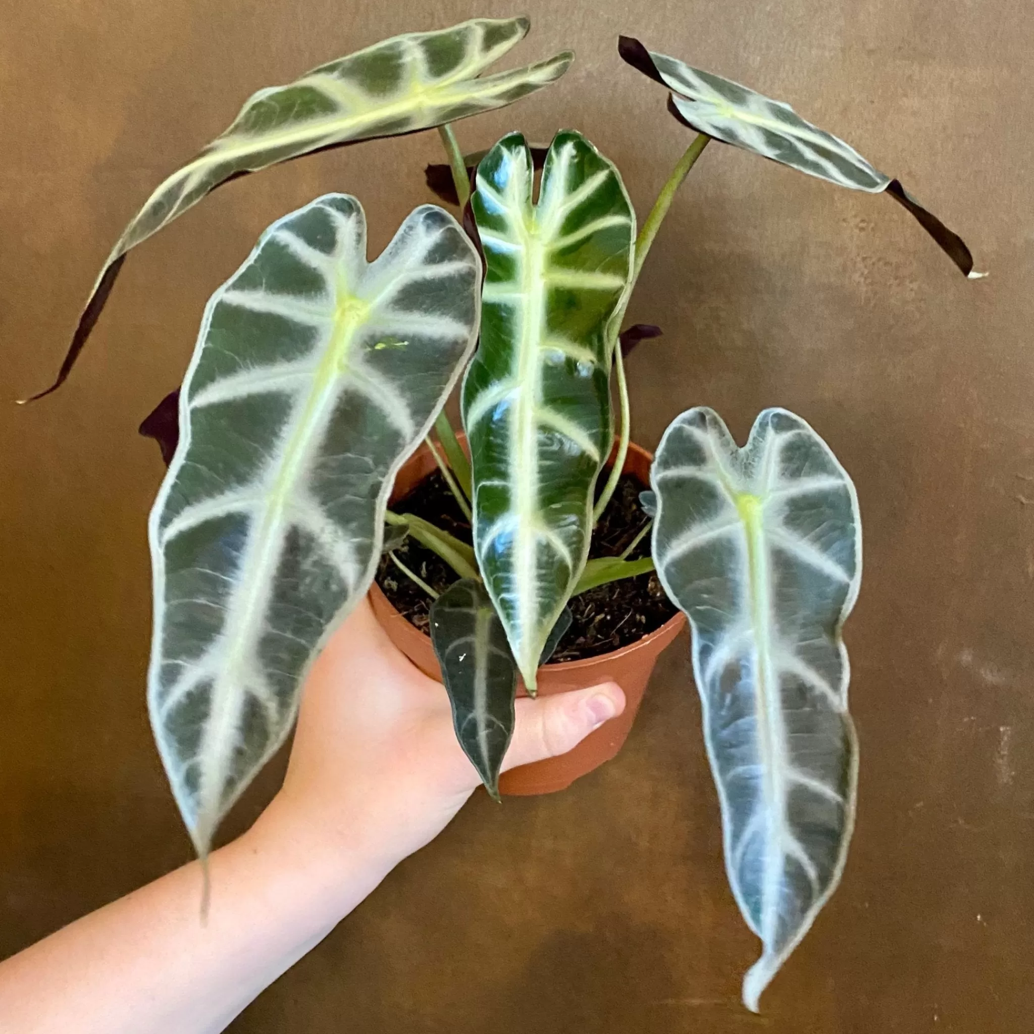 grow urban Alocasia ‘Bambino Arrow’ (12cm Pot)- Alocasia