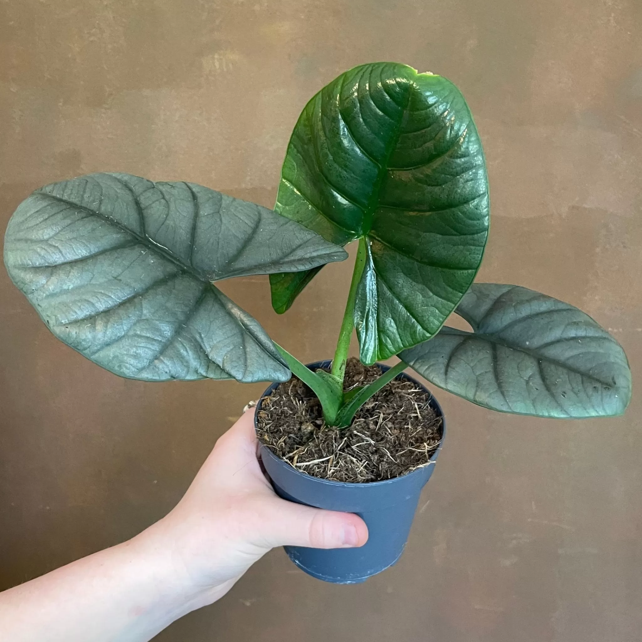 grow urban Alocasia 'Bisma'- Alocasia
