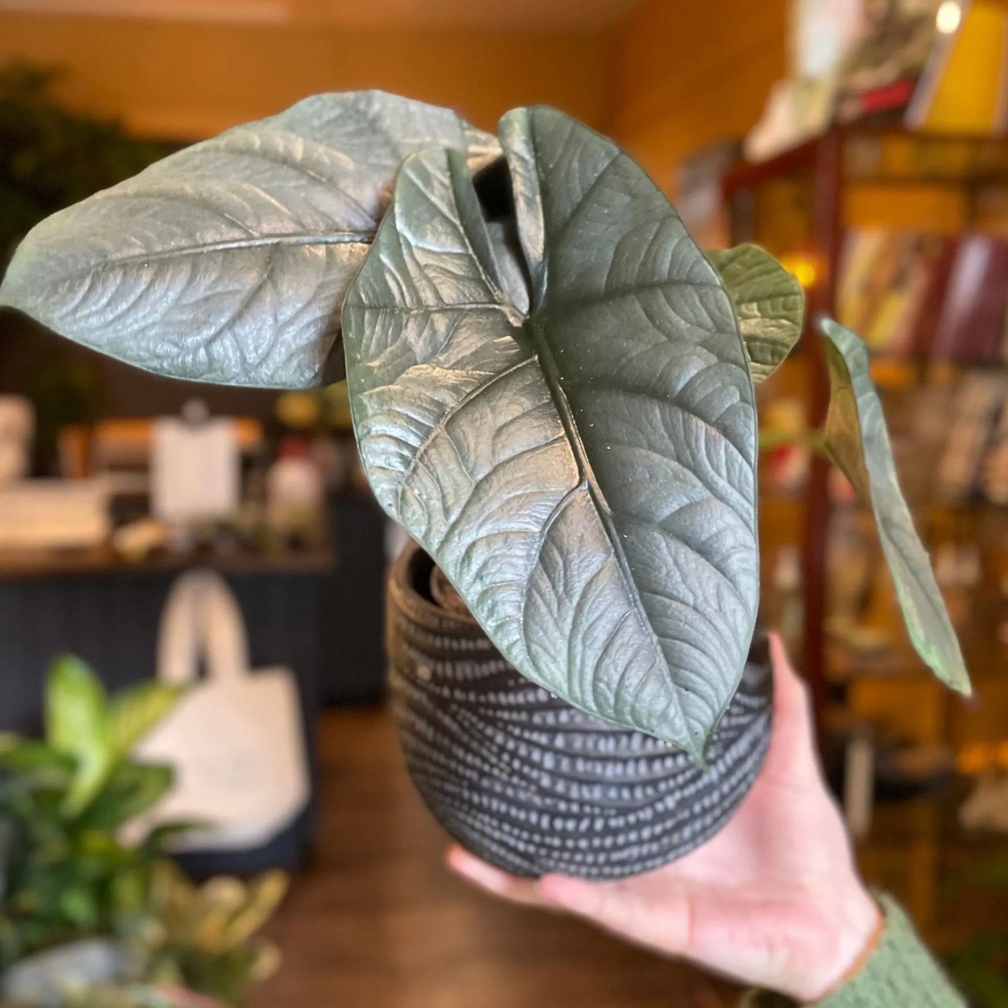 grow urban Alocasia 'Bisma'- Alocasia