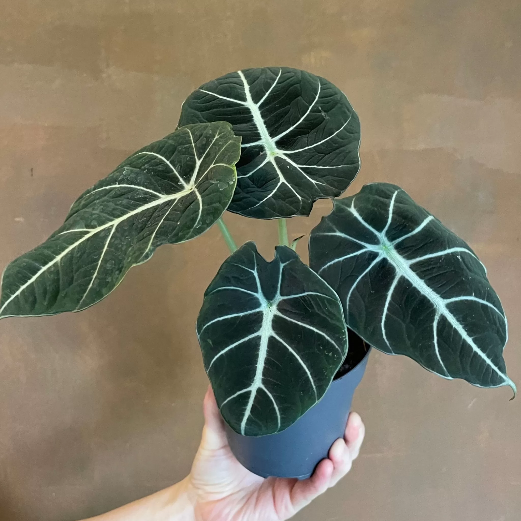 grow urban Alocasia ‘Black Velvet’- Alocasia
