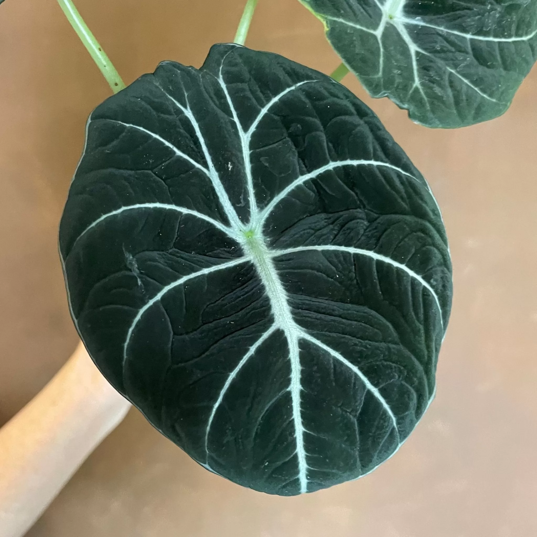 grow urban Alocasia ‘Black Velvet’- Alocasia
