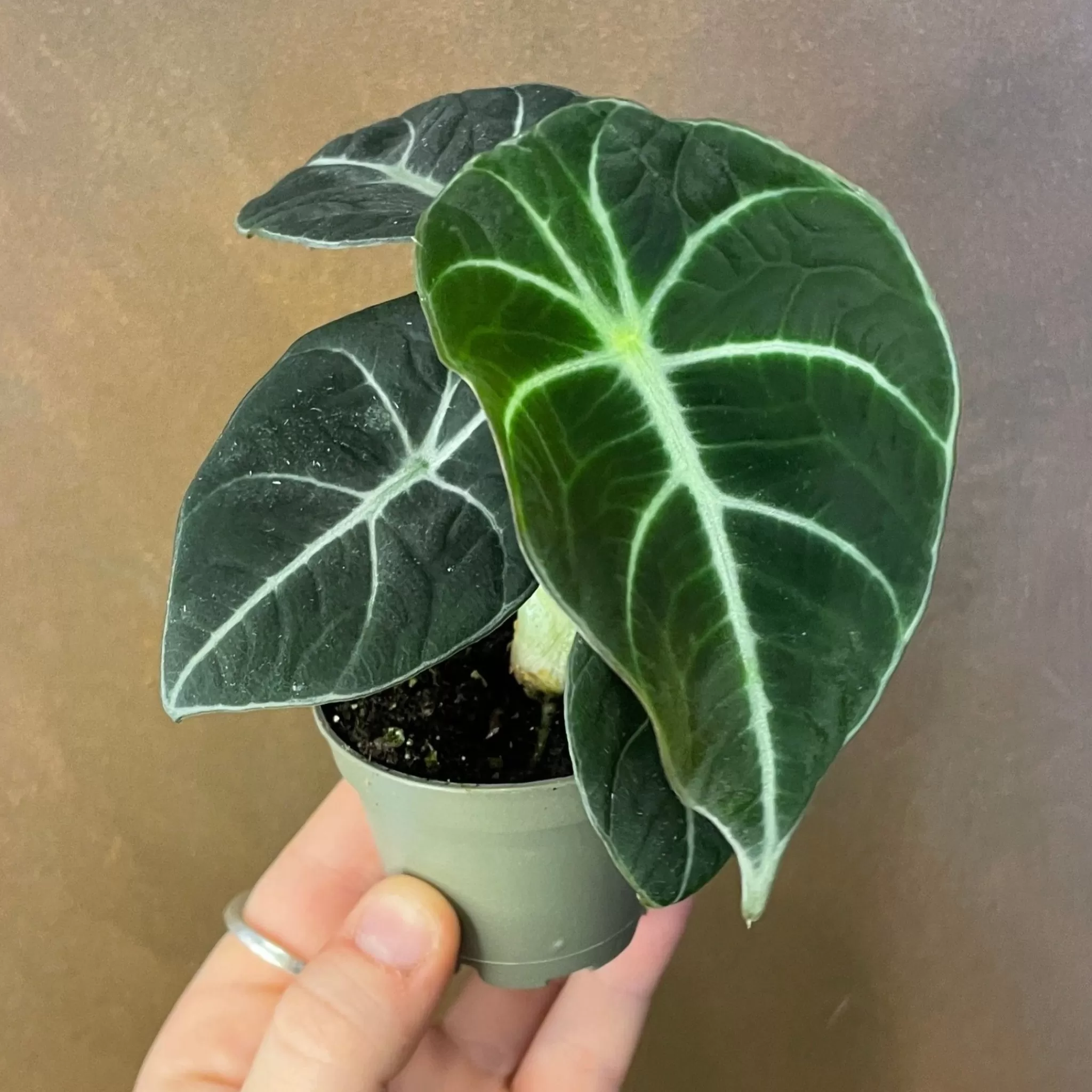 grow urban Alocasia ‘Black Velvet’ (mini)- Alocasia