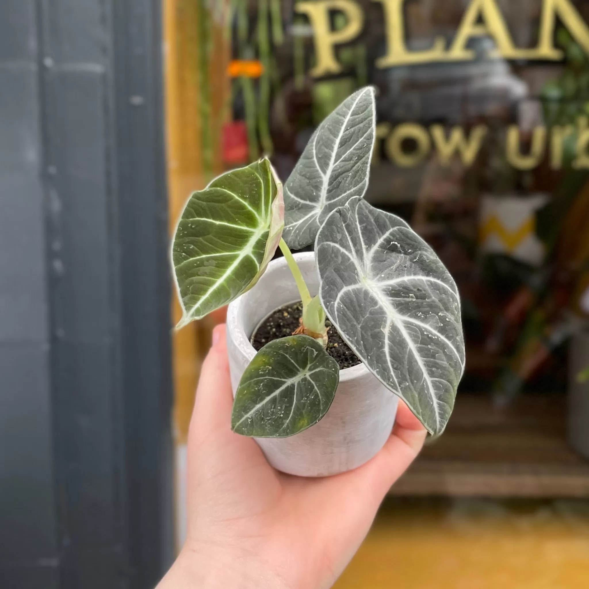 grow urban Alocasia ‘Black Velvet’ (mini)- Alocasia