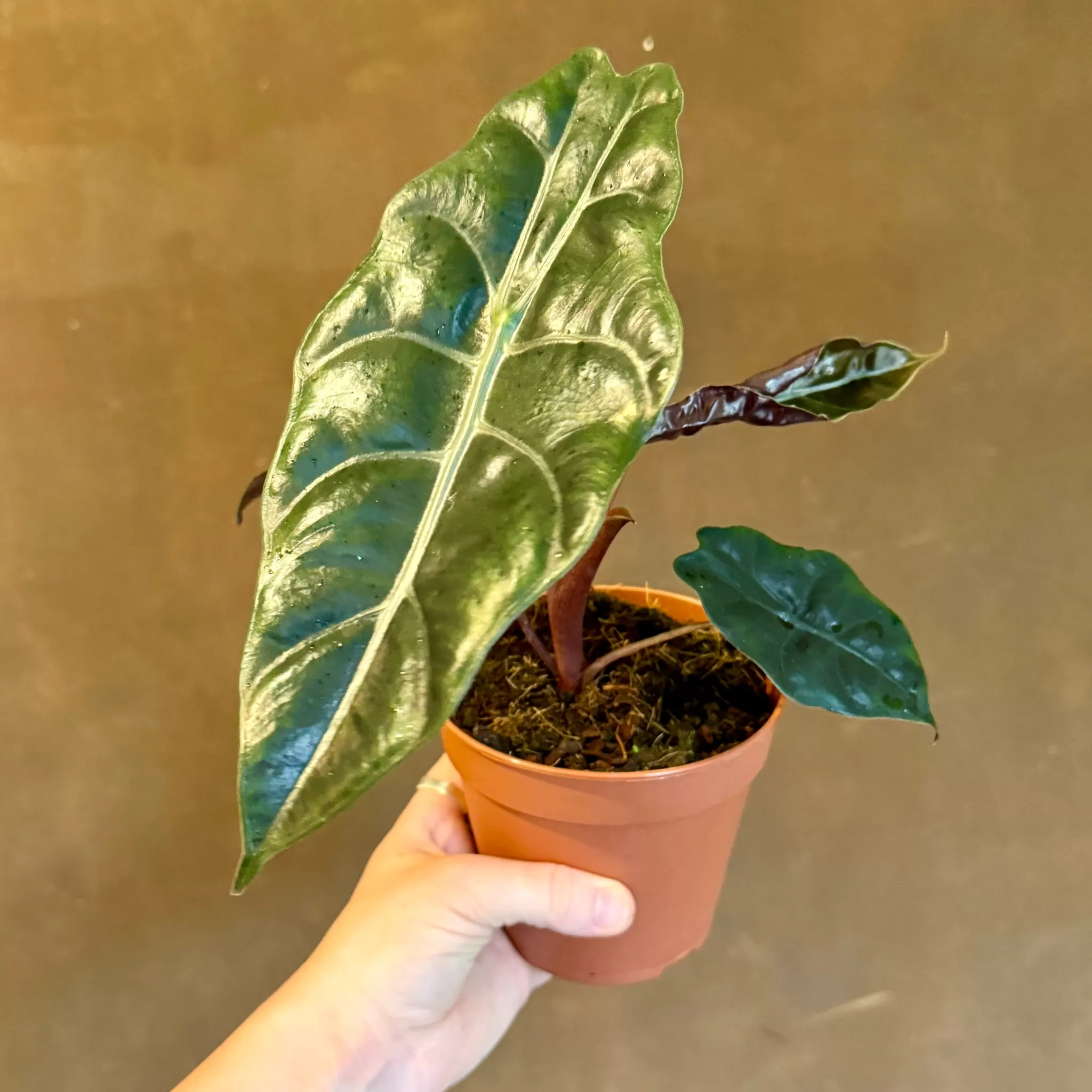grow urban Alocasia 'Chantrieri'- Alocasia