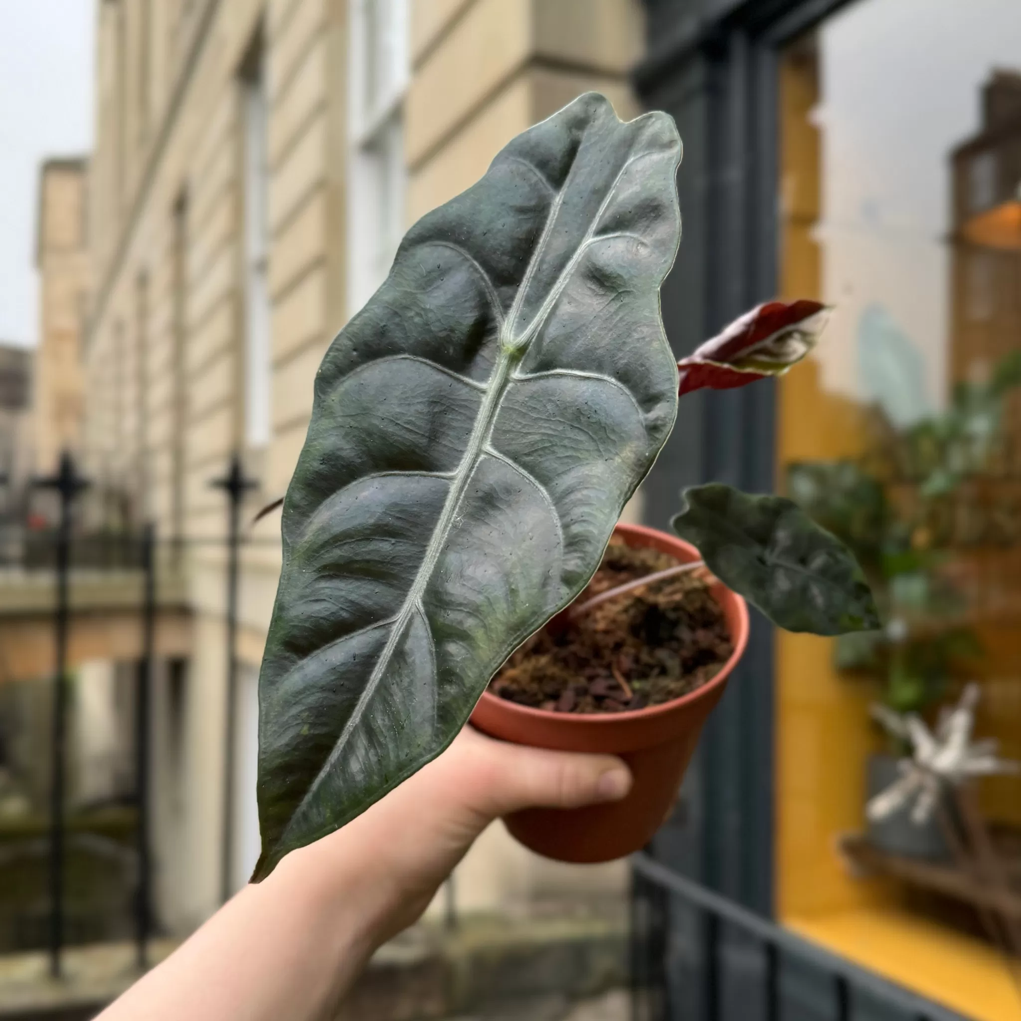 grow urban Alocasia 'Chantrieri'- Alocasia