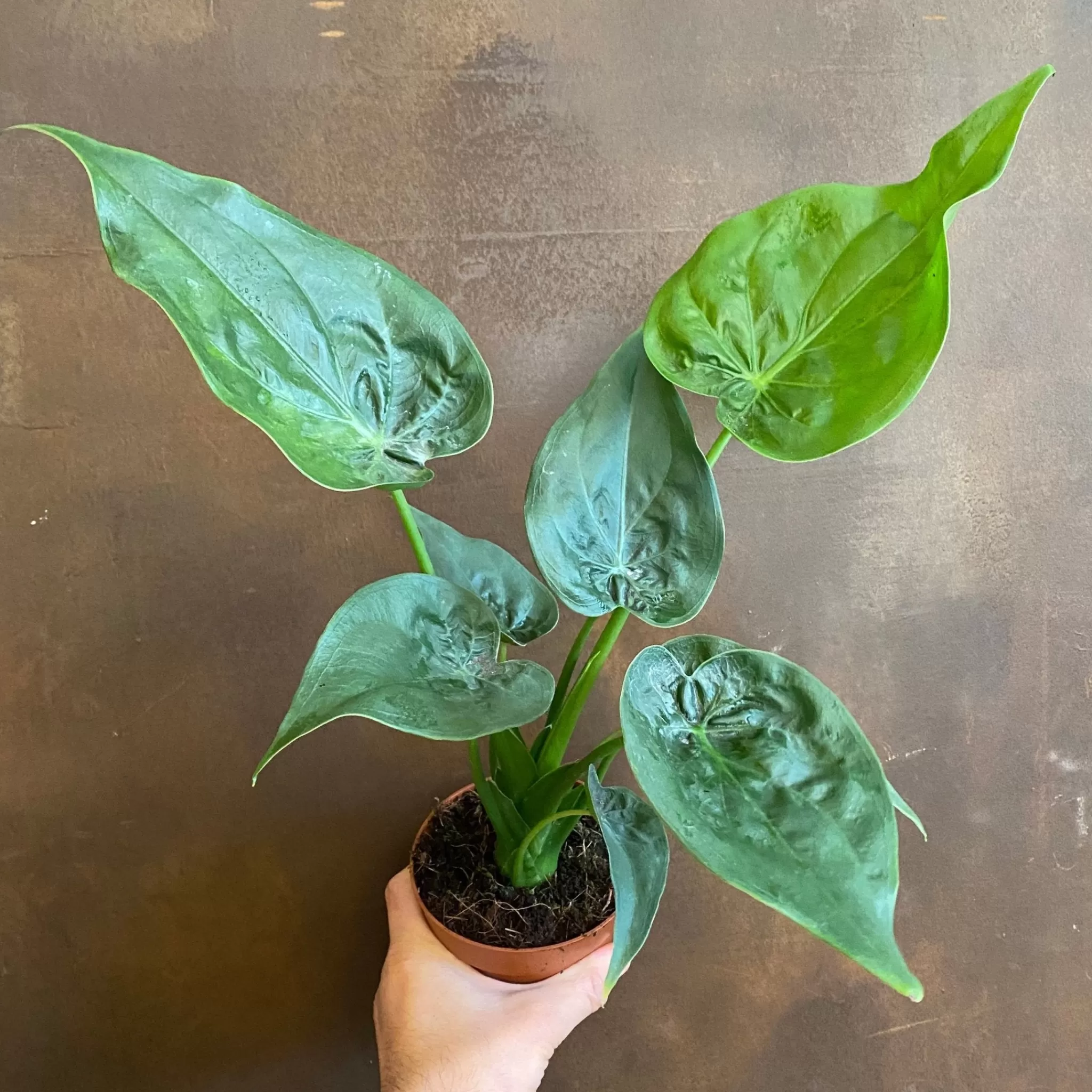 grow urban Alocasia Cucullata- Alocasia