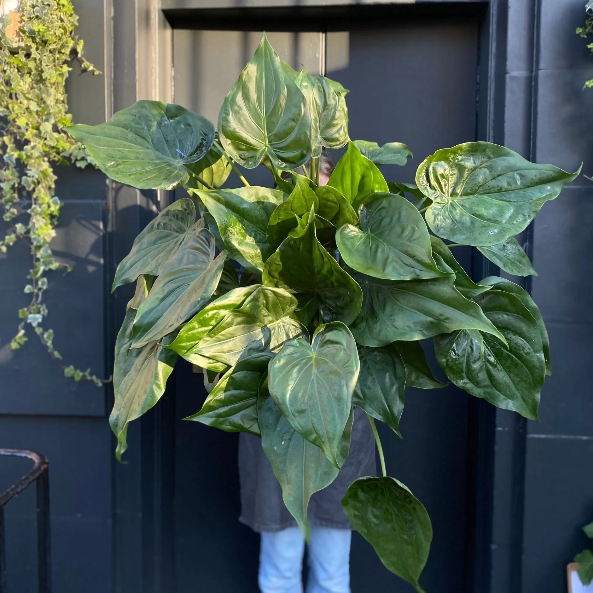 grow urban Alocasia Cucullata (27cm Pot)- Alocasia