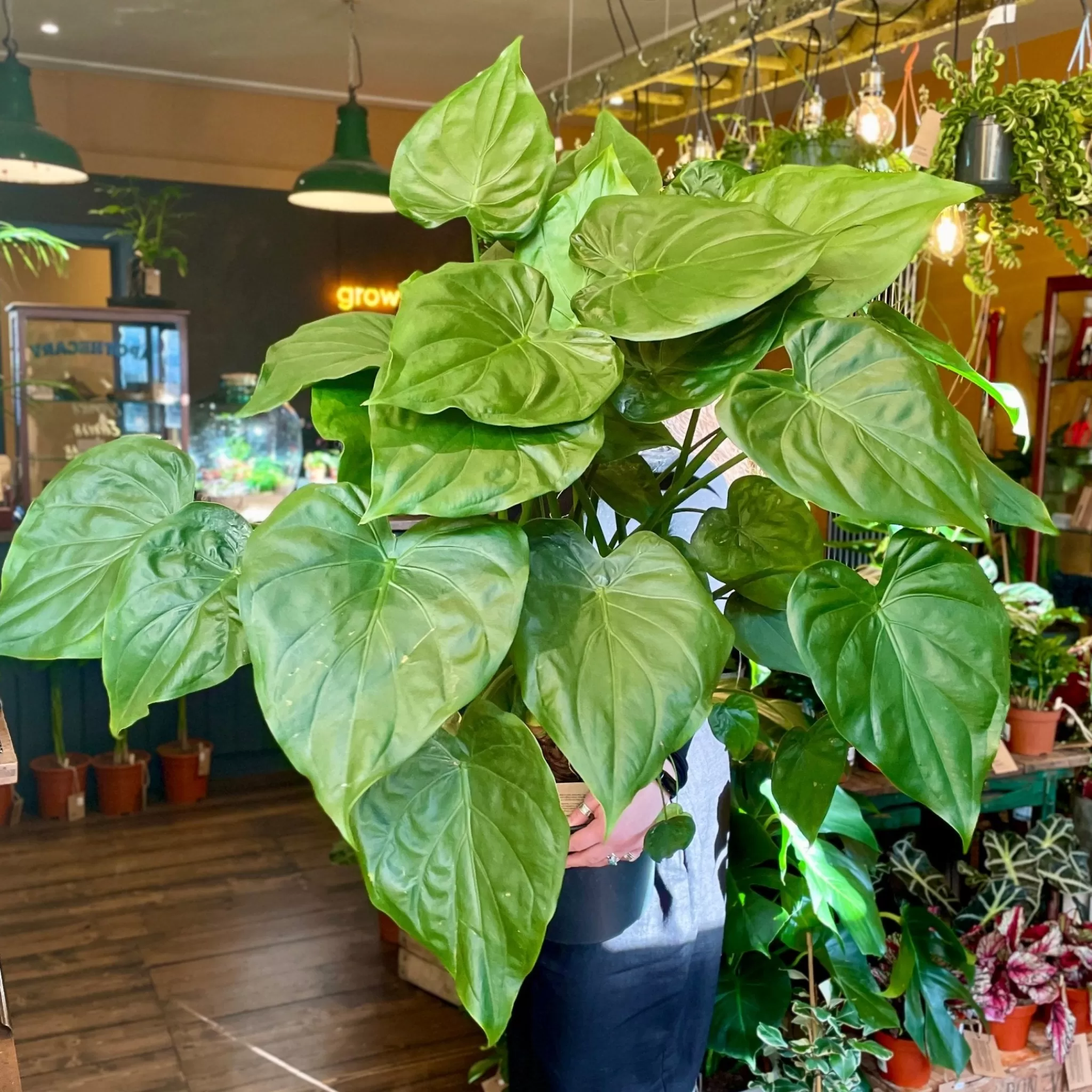 grow urban Alocasia Cucullata (27cm Pot)- Alocasia