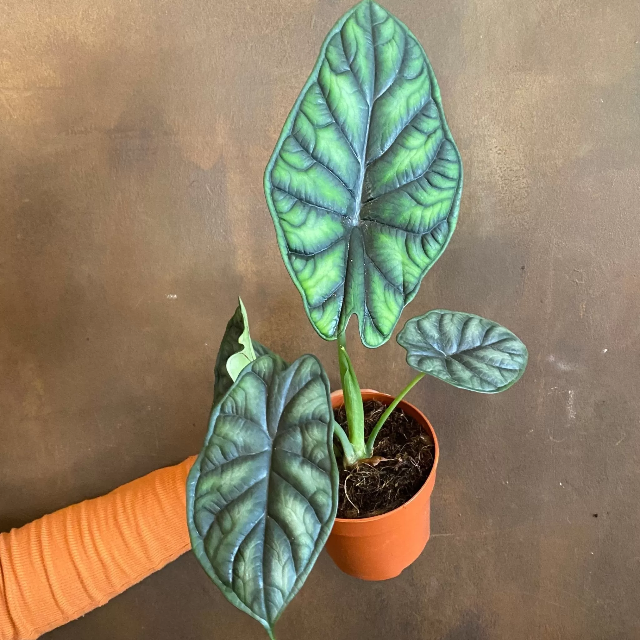grow urban Alocasia ‘Dragon Scale’- Alocasia