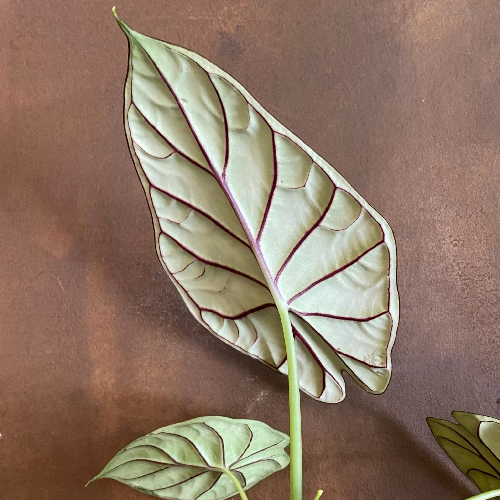 grow urban Alocasia ‘Dragon Scale’- Alocasia