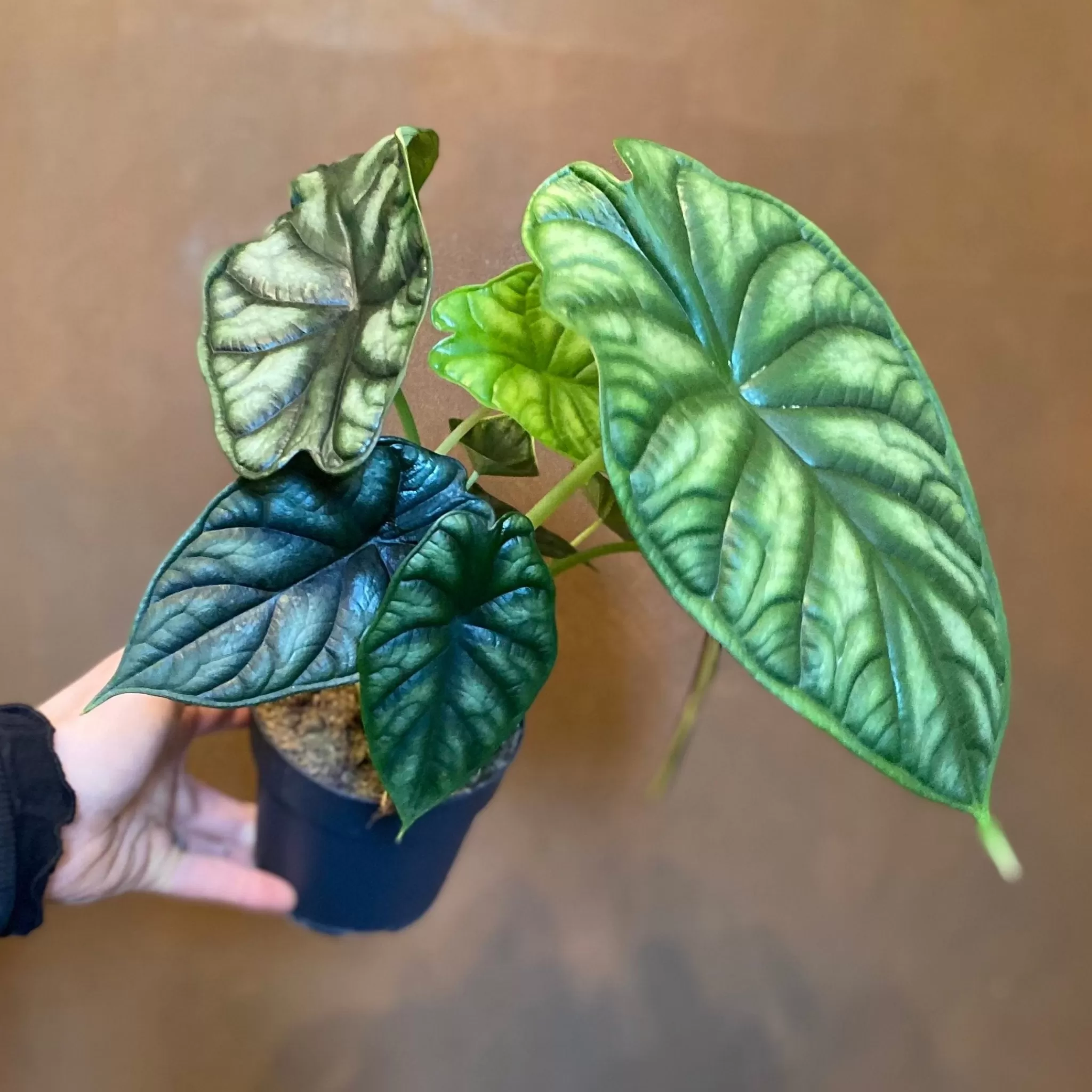 grow urban Alocasia ‘Dragon Scale’ (11cm Pot)- Alocasia