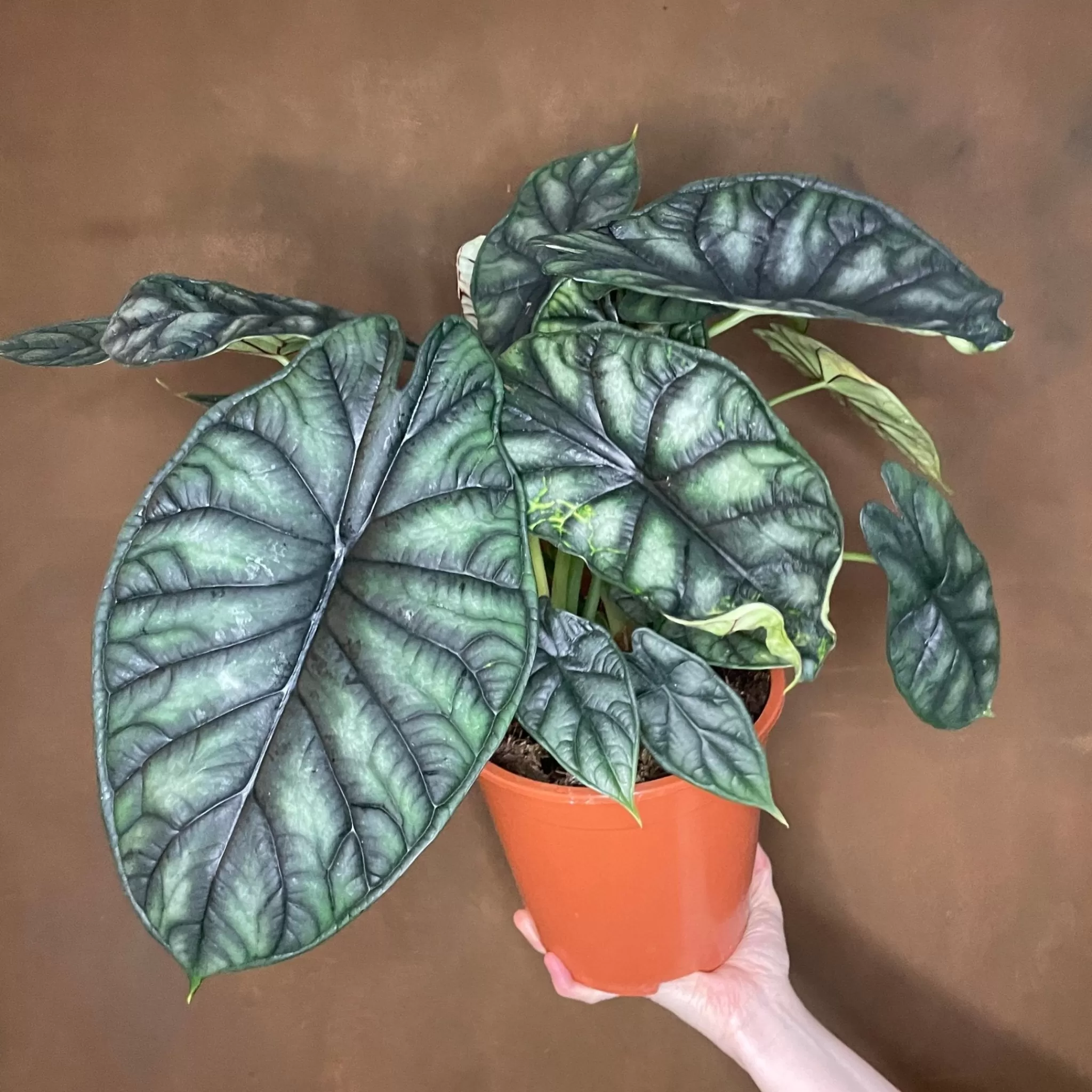 grow urban Alocasia ‘Dragon Scale’ (19cm Pot)- Alocasia