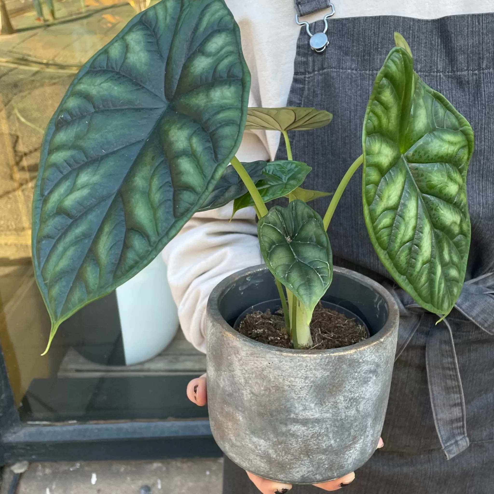 grow urban Alocasia ‘Dragon Scale’ (11cm Pot)- Alocasia