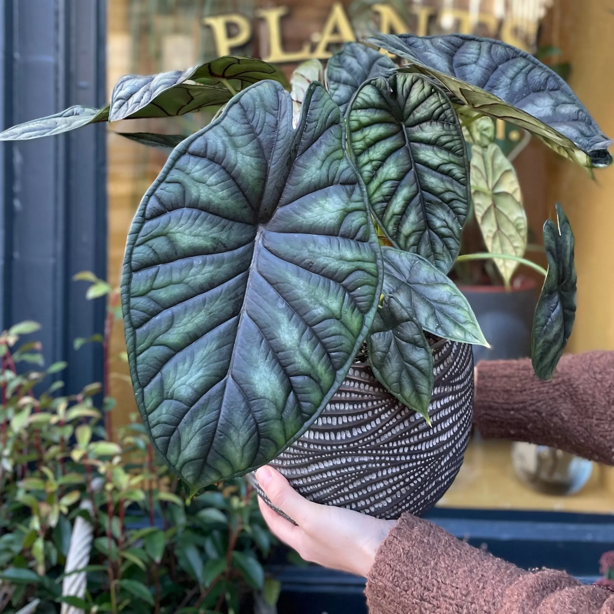 grow urban Alocasia ‘Dragon Scale’ (19cm Pot)- Alocasia