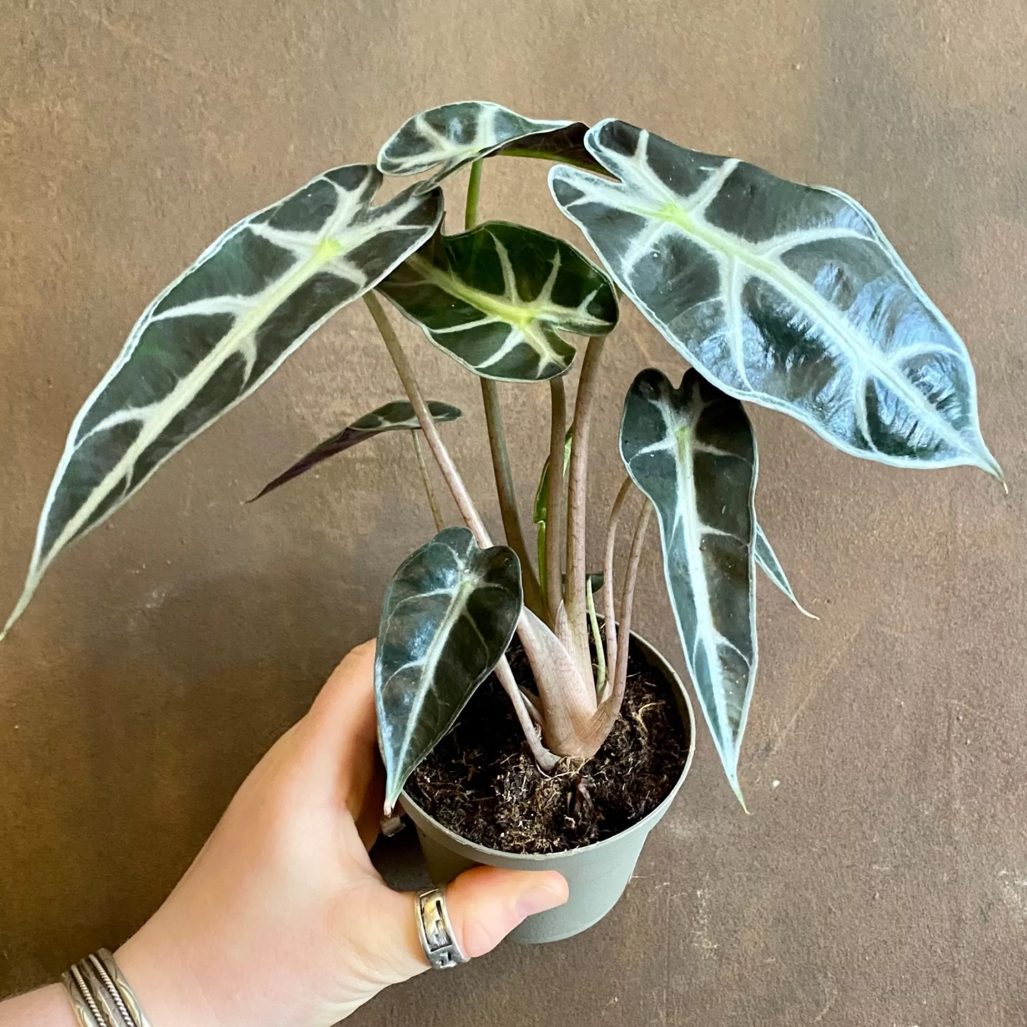 grow urban Alocasia ‘Dwarf Amazonica’ (9cm Pot)- Alocasia