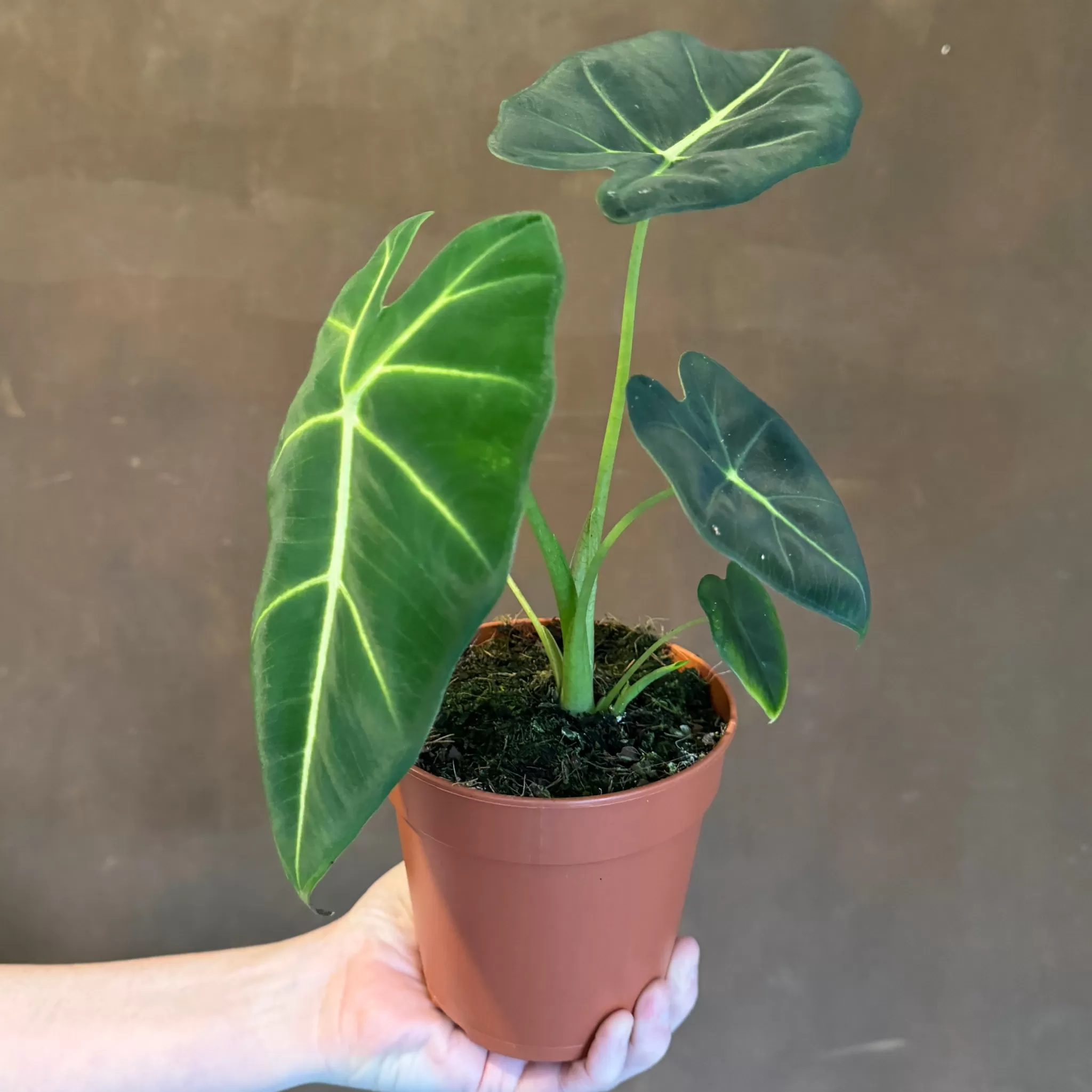 grow urban Alocasia ‘Frydek’- Alocasia