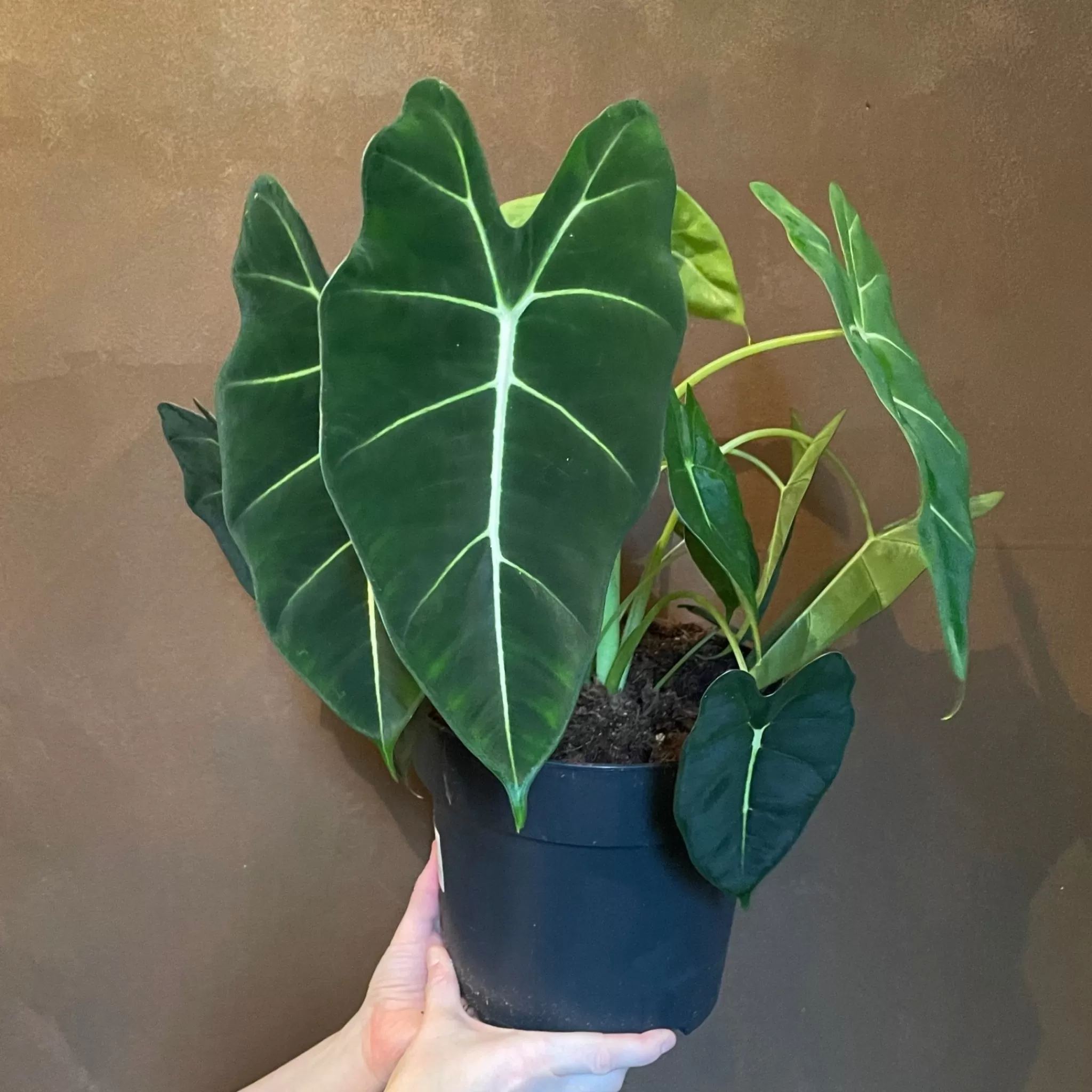 grow urban Alocasia ‘Frydek’ (21cm Pot)- Alocasia