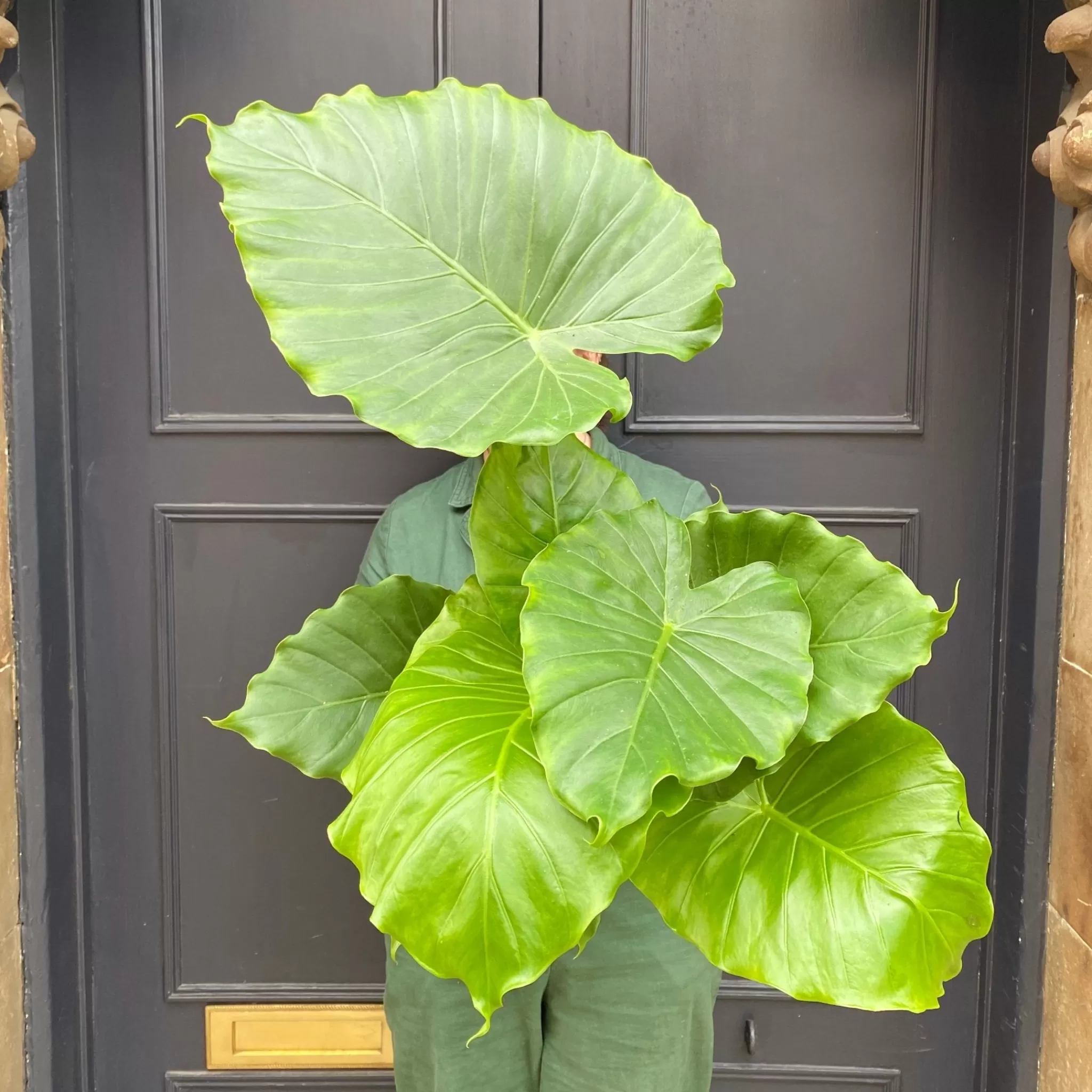 grow urban Alocasia Gageana 'California'- Alocasia