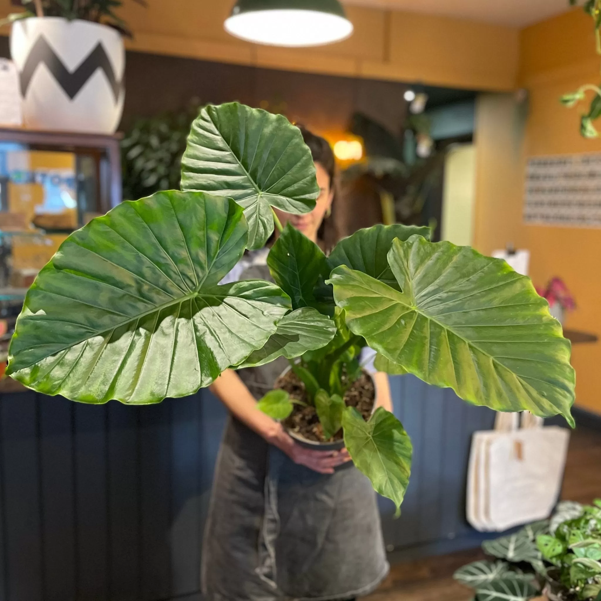 grow urban Alocasia Gageana 'California'- Alocasia