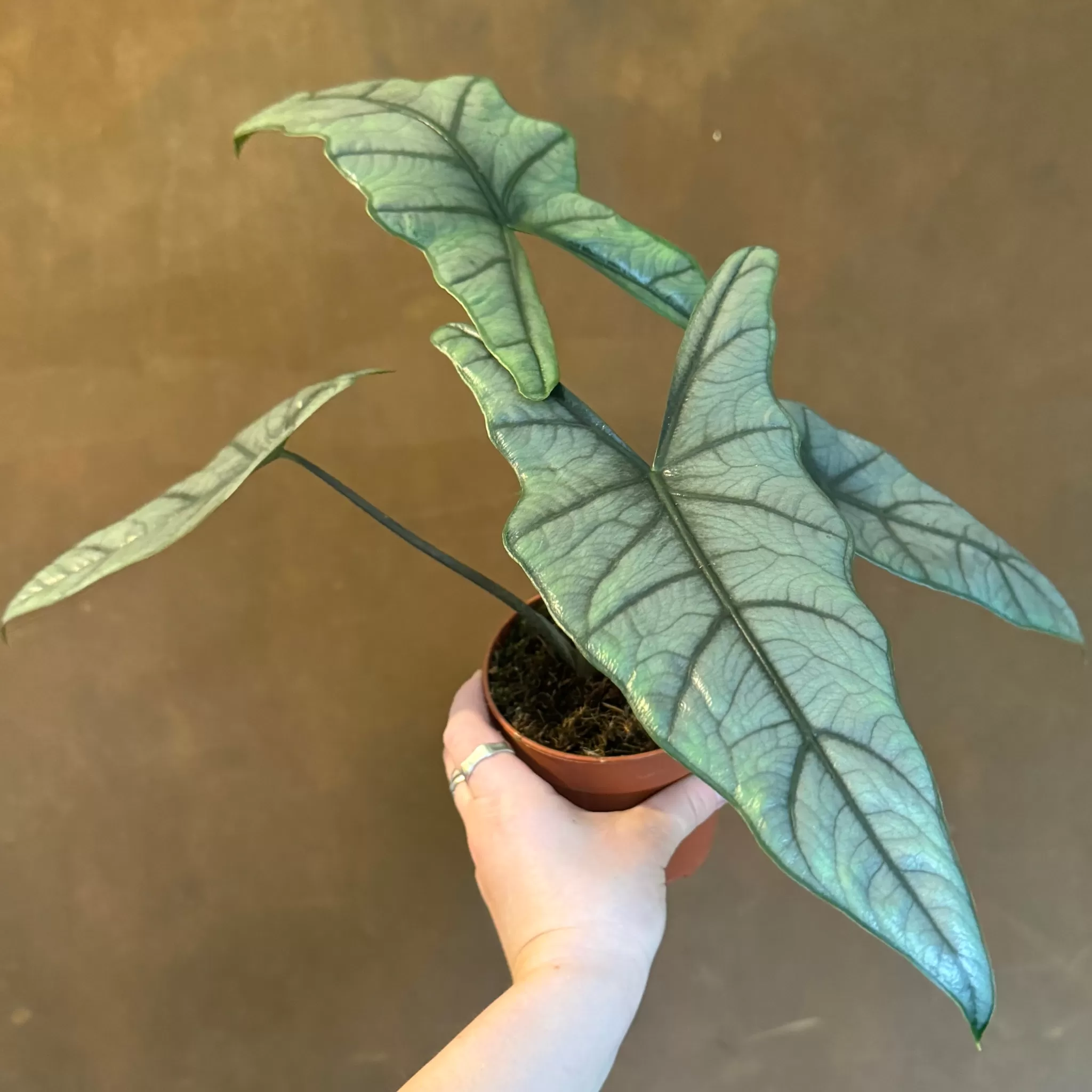 grow urban Alocasia Heterophylla- Alocasia