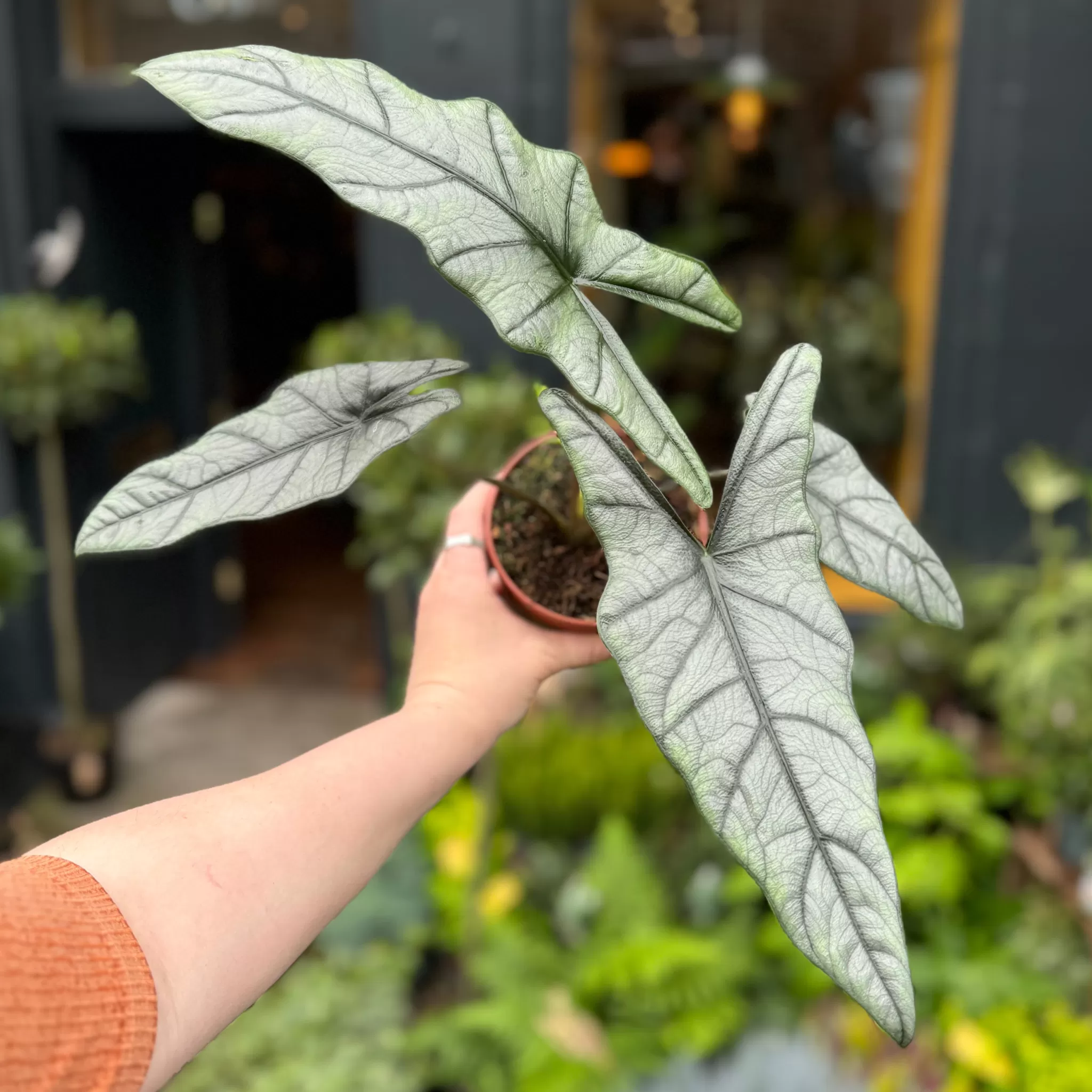 grow urban Alocasia Heterophylla- Alocasia