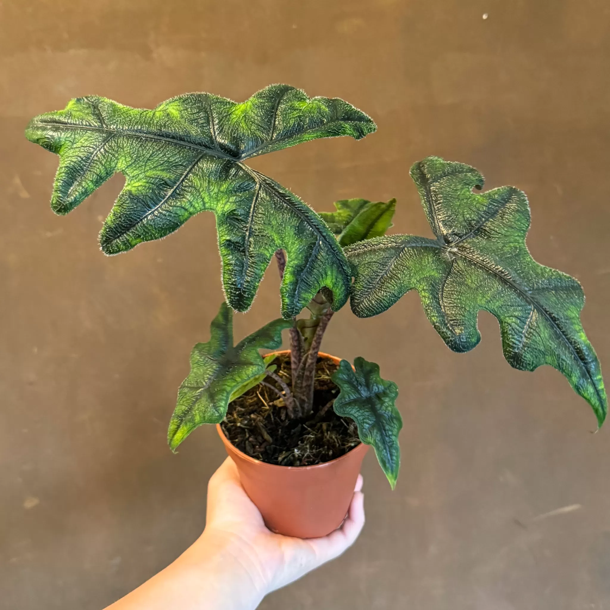 grow urban Alocasia 'Jacklyn'- Alocasia