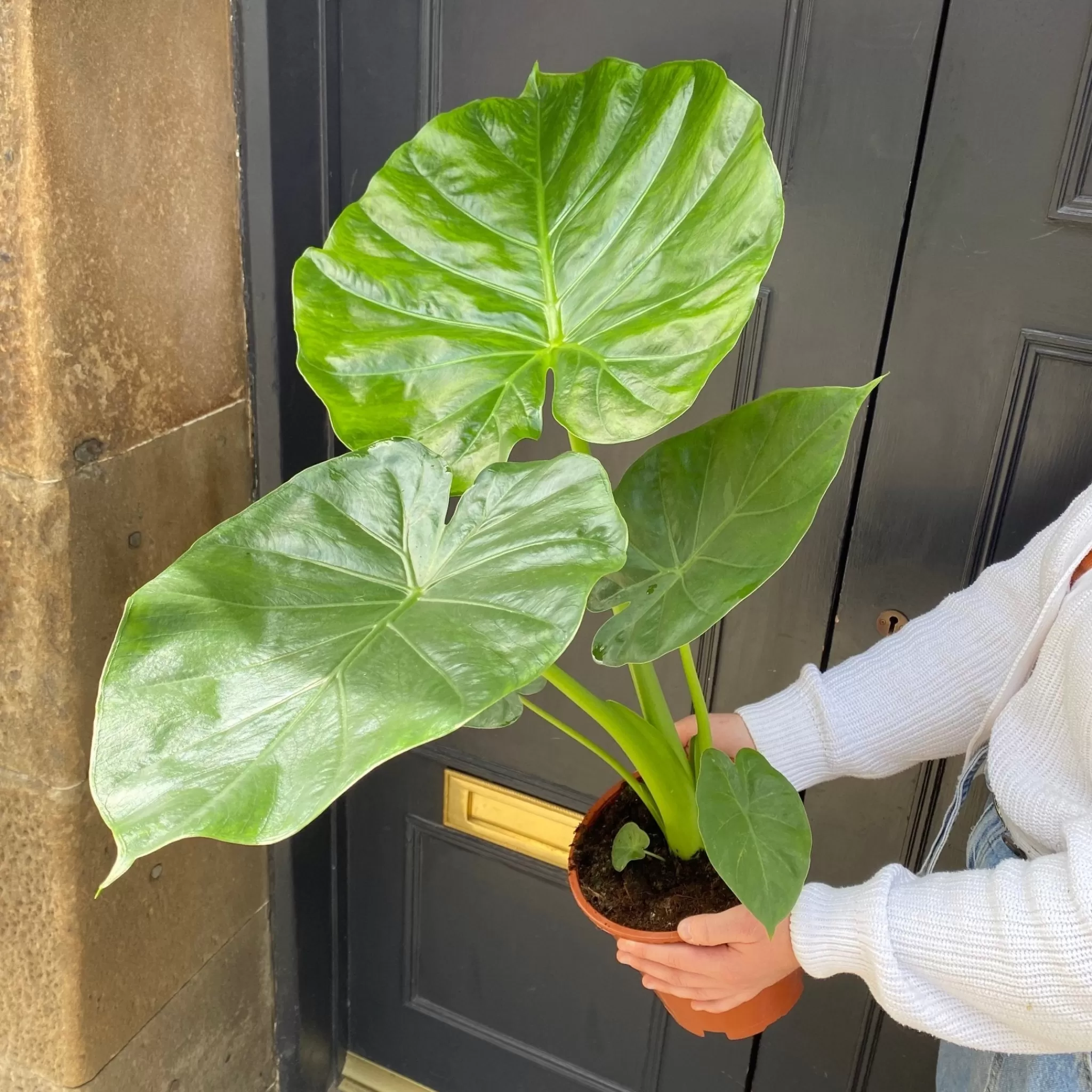 grow urban Alocasia Macrorrhiza- Alocasia
