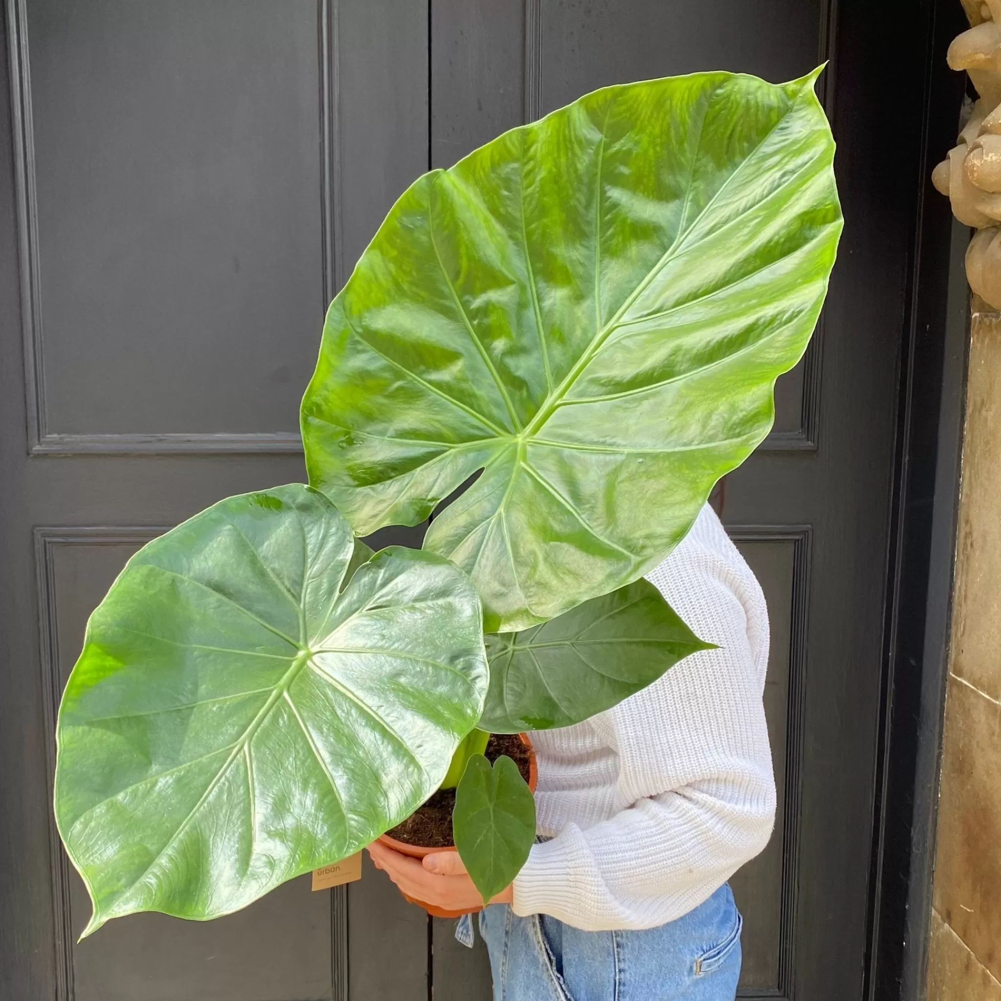 grow urban Alocasia Macrorrhiza- Alocasia