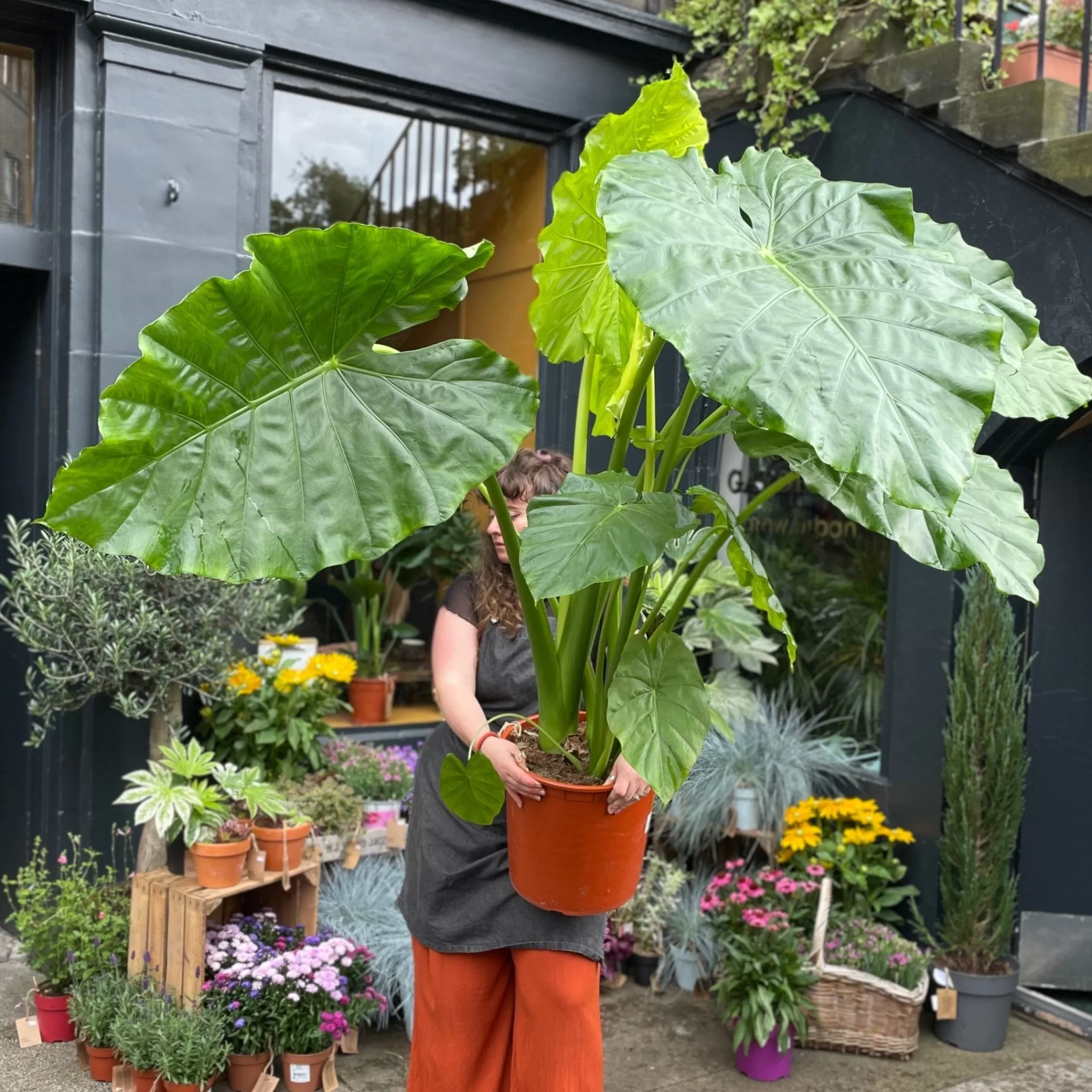 grow urban Alocasia Macrorrhiza (160cm Height)- Alocasia