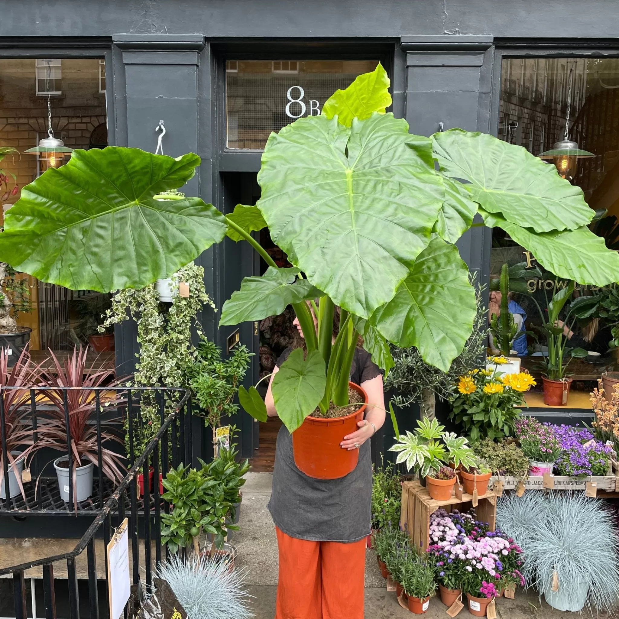 grow urban Alocasia Macrorrhiza (160cm Height)- Alocasia