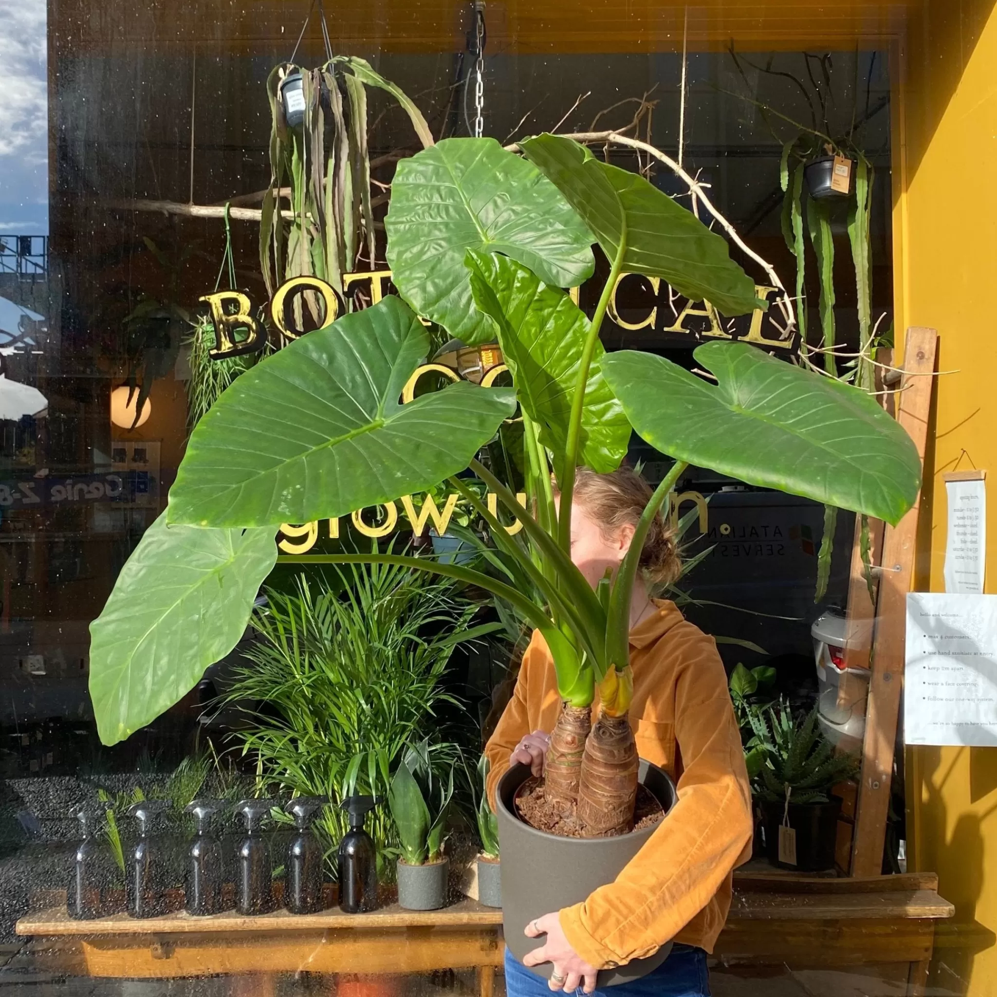 grow urban Alocasia Macrorrhiza (24cm Pot)- Alocasia