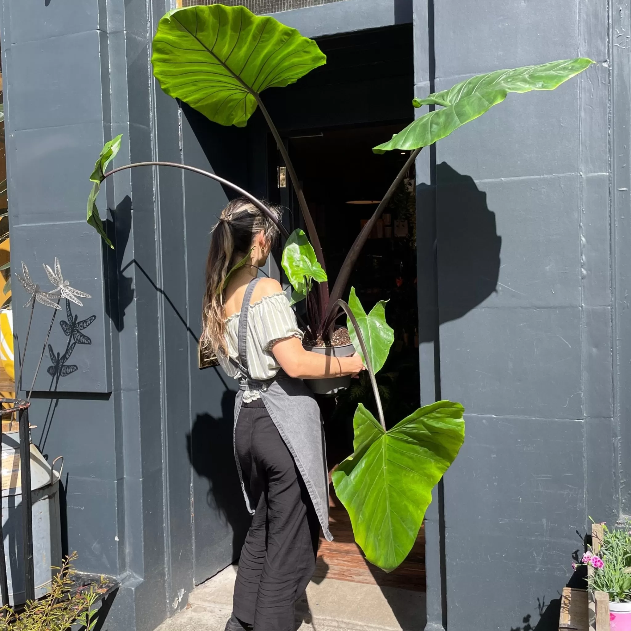 grow urban Alocasia Macrorrhizos 'Black Stem'- Alocasia