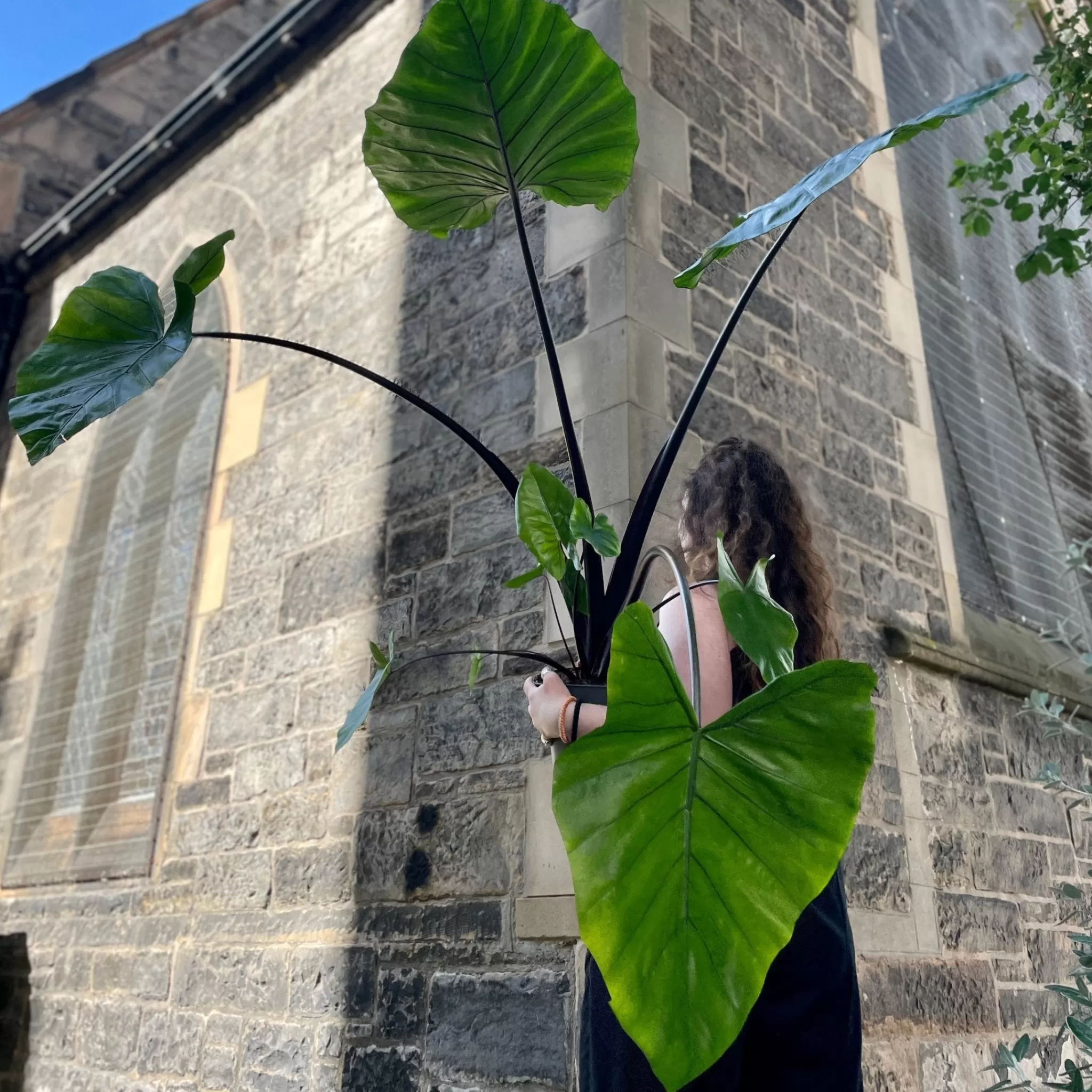 grow urban Alocasia Macrorrhizos 'Black Stem'- Alocasia
