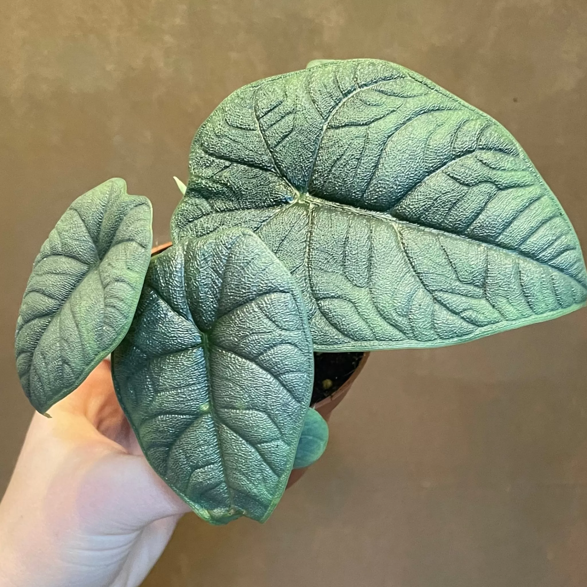 grow urban Alocasia ‘Melo'- Alocasia