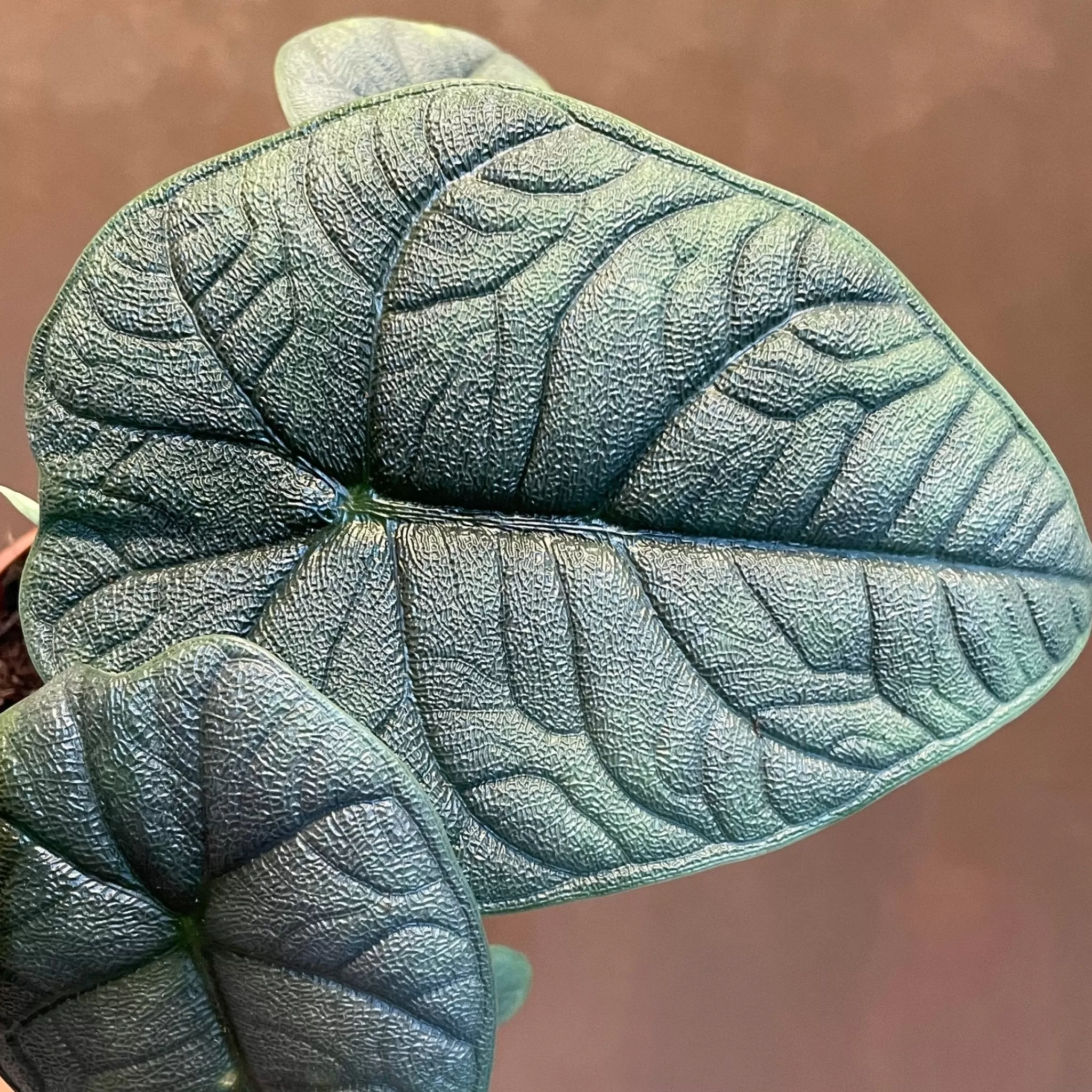 grow urban Alocasia ‘Melo'- Alocasia