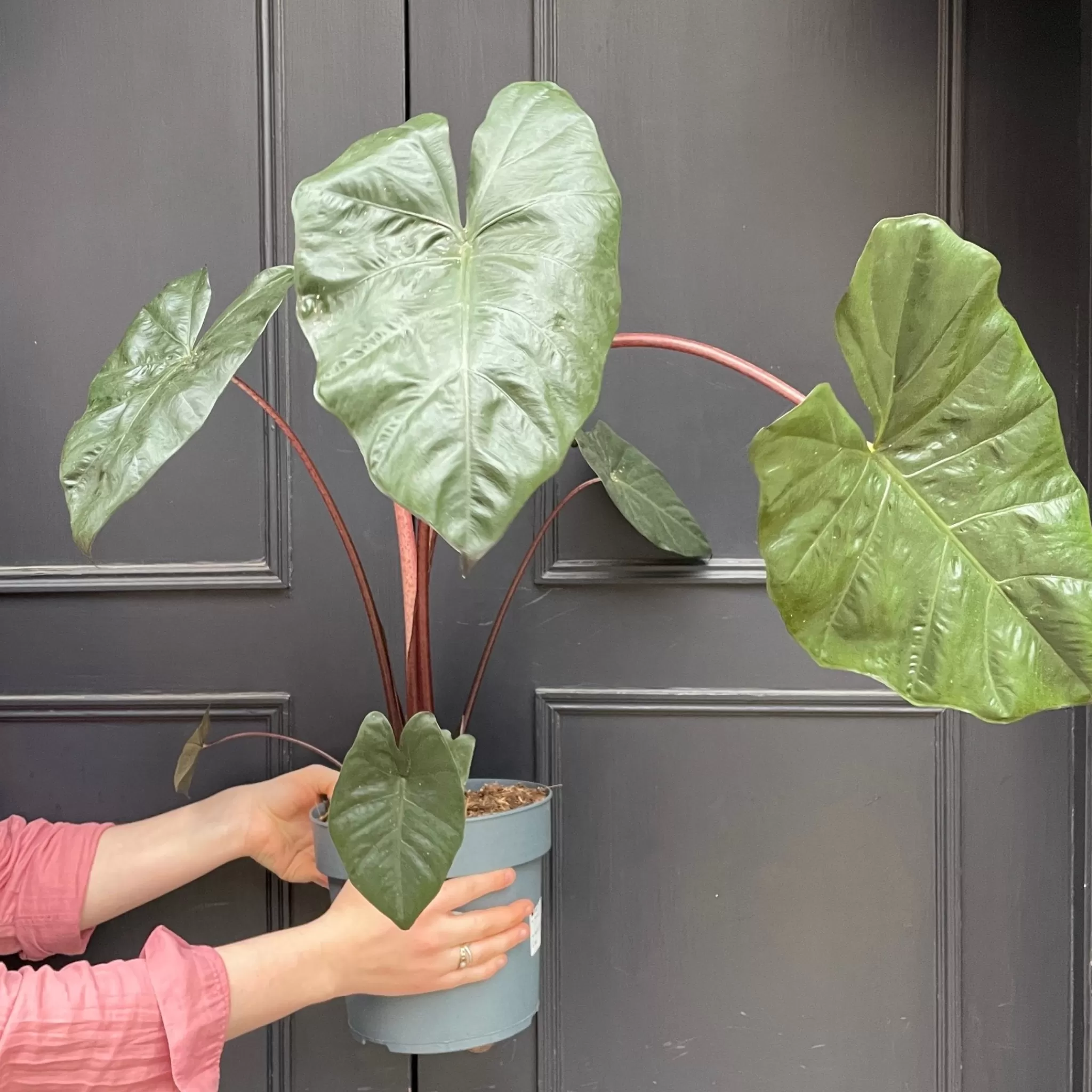 grow urban Alocasia ‘Metallica’- Alocasia